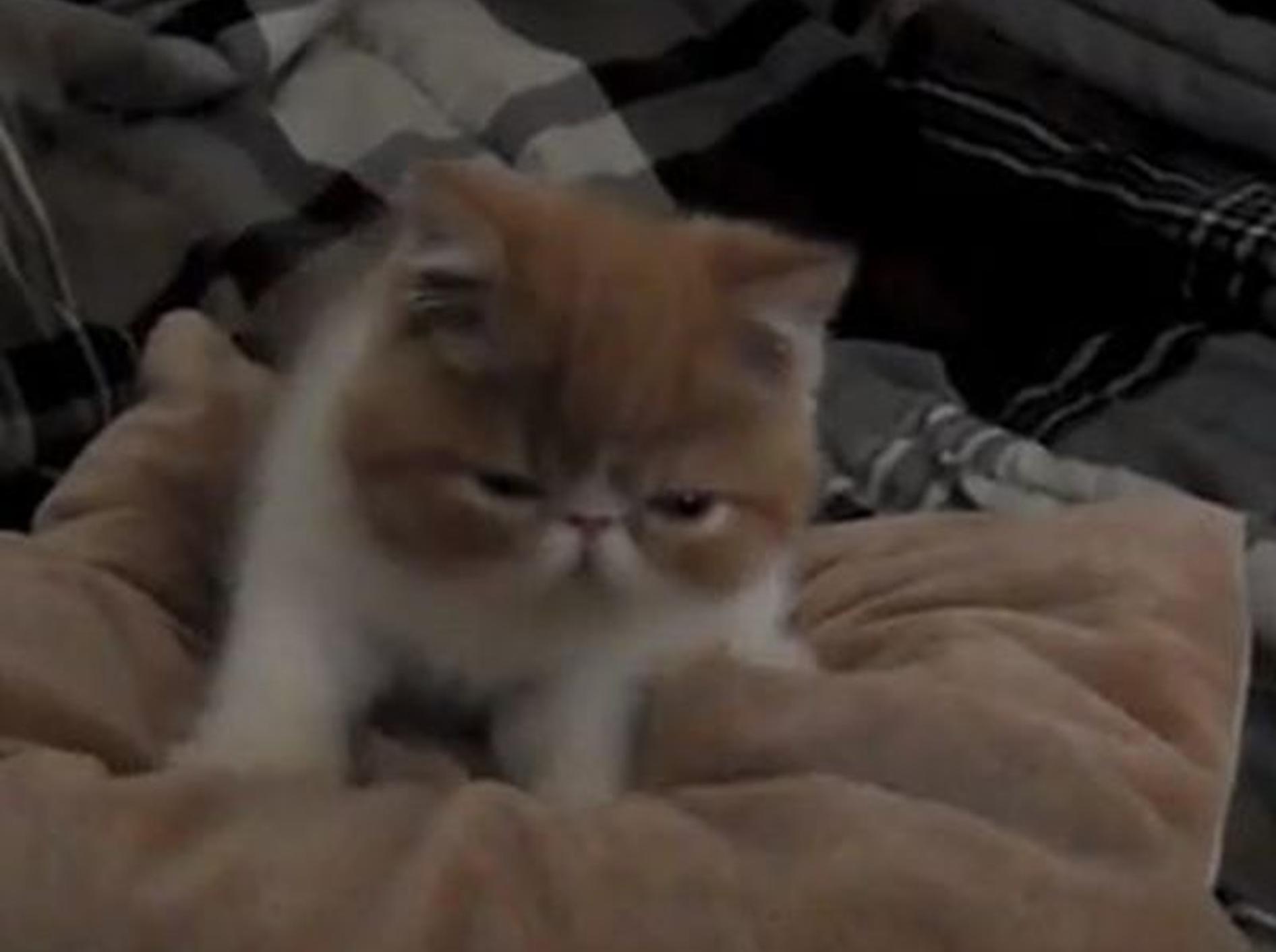 Schlafenszeit für kleine Katzen: Pancake macht sich sein Bett — Bild: Youtube / sweetfurx4