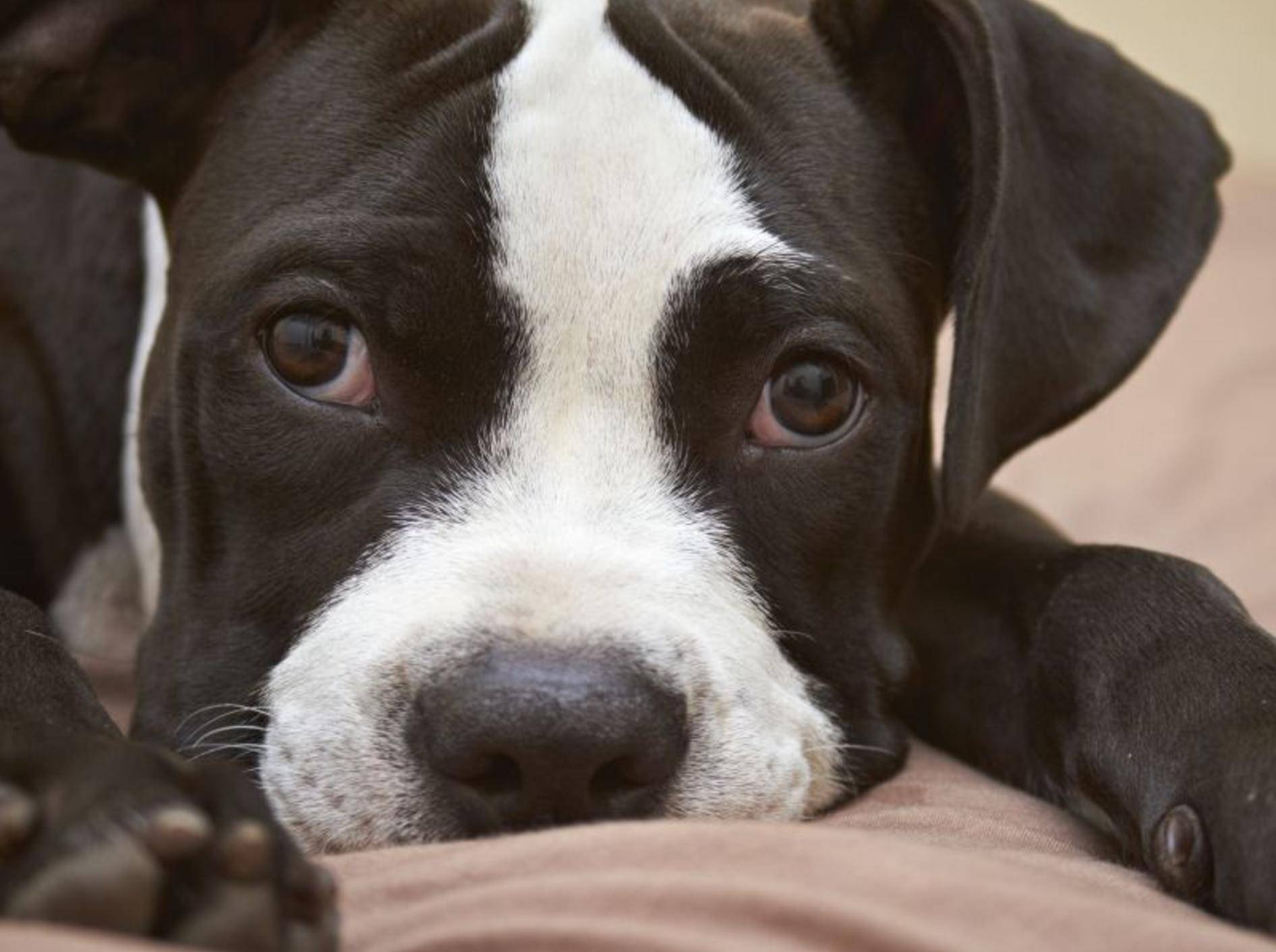 1. Pitbull Terrier — Bild: Shutterstock / dogboxstudio
