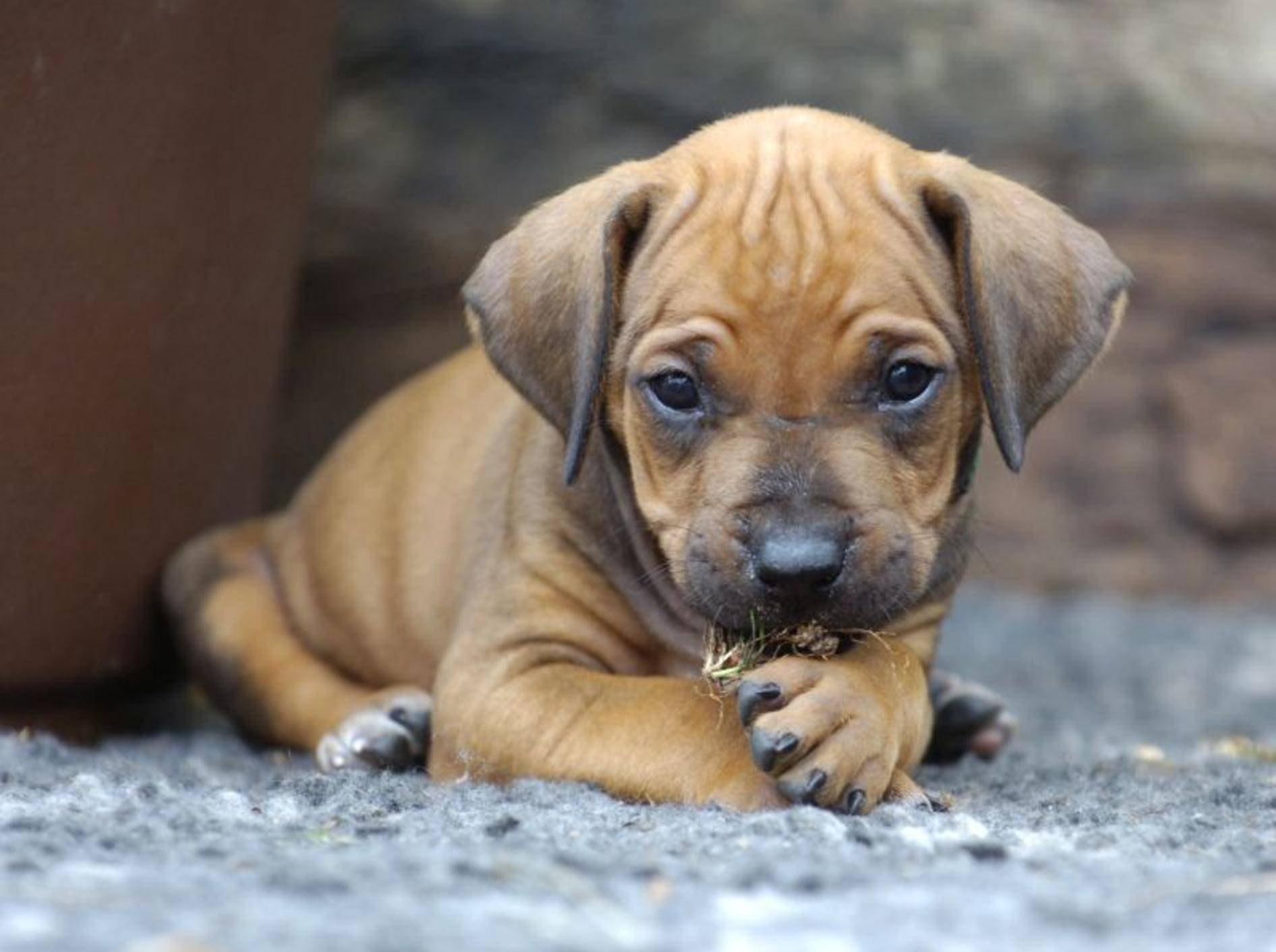 Der Rhodesian Ridgeback gehört einer Hunderasse aus Südafrika und Simbabwe an — Bild: Shutterstock / nancy dressel