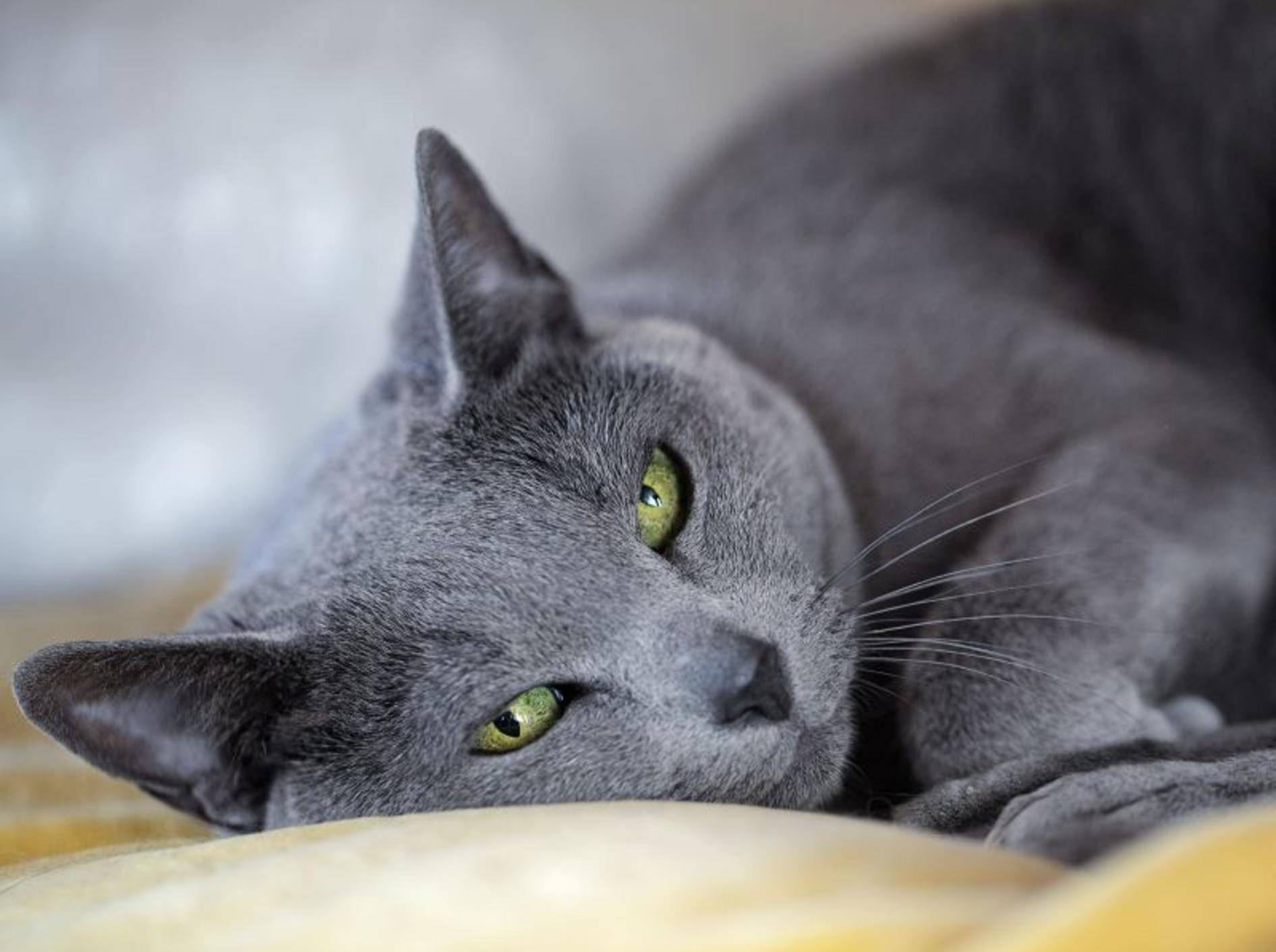 Aber meistens sieht man die Russisch Blau Katze eher so — Bild: Shutterstock / Nailia Schwarz