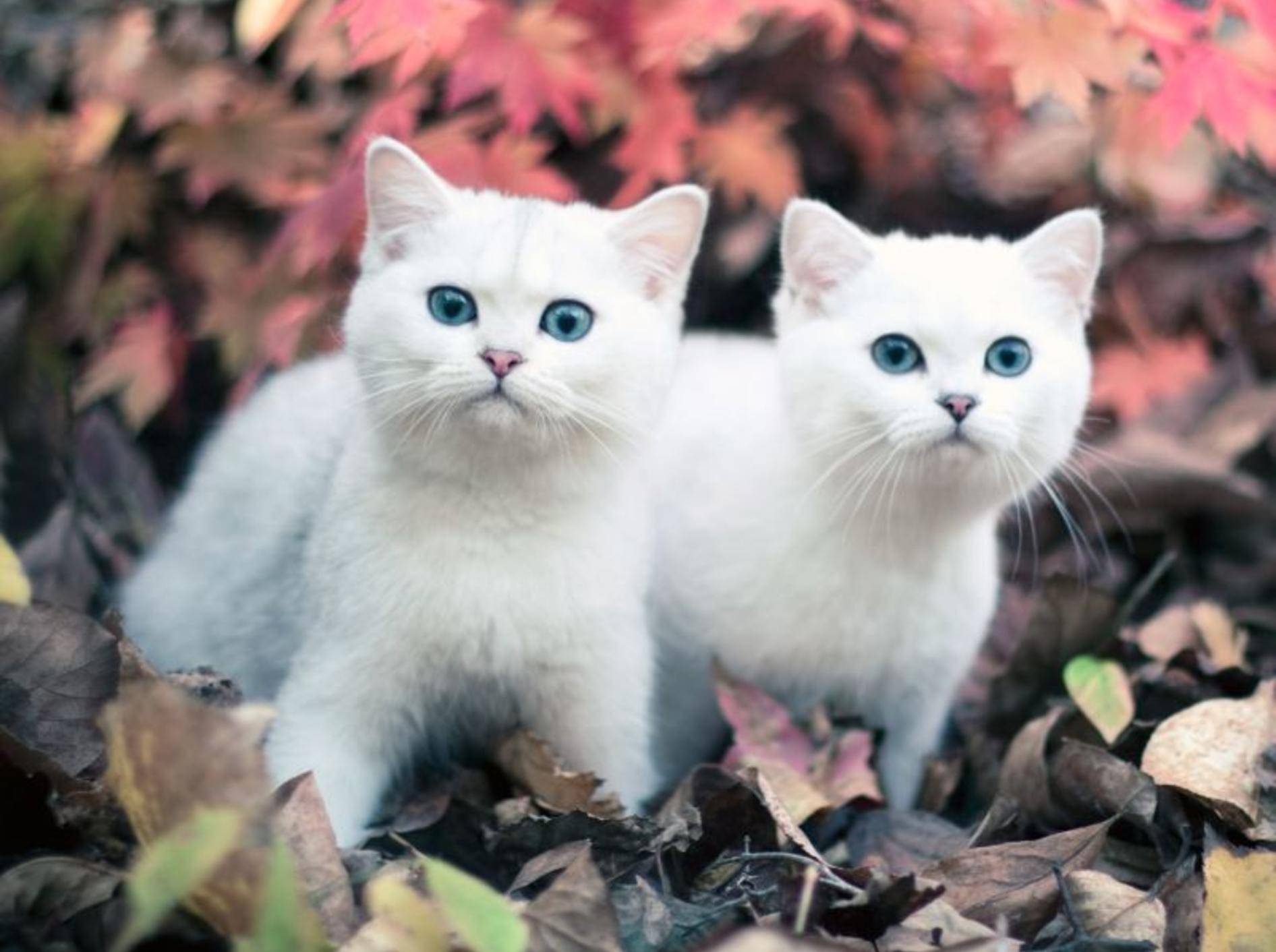 Im Doppelpack auf Tour: Zwei wunderschöne Chinchilla Katzen mit blauen Augen — Bild: Shutterstock / deamles