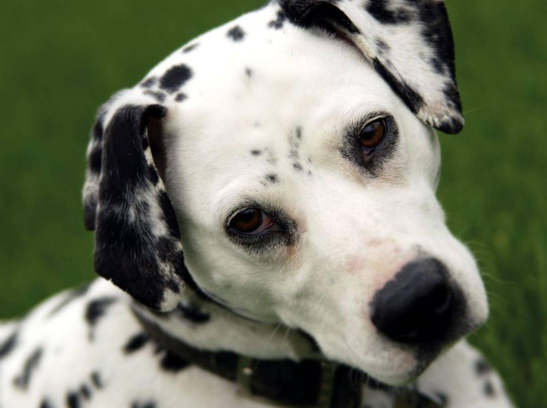 Treue Hundeaugen: In den Dalmatiner muss man sich einfach verlieben! — Bild: Shutterstock / GWImages