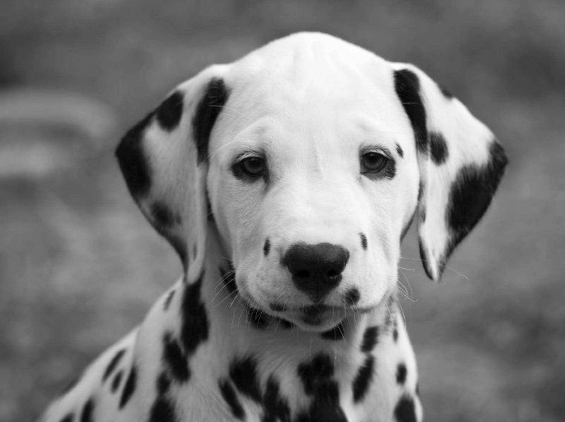 Dalmatiner Wesen und Charakter der schönen Hunde