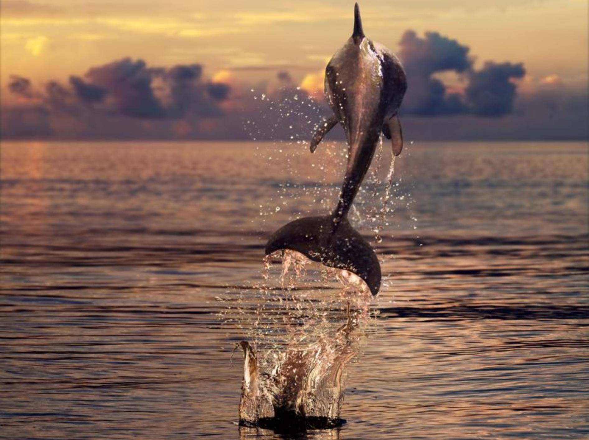 Sonneuntergang, Delfine, das Meer: Was will man mehr? — Bild: Shutterstock / Willyam Bradberry