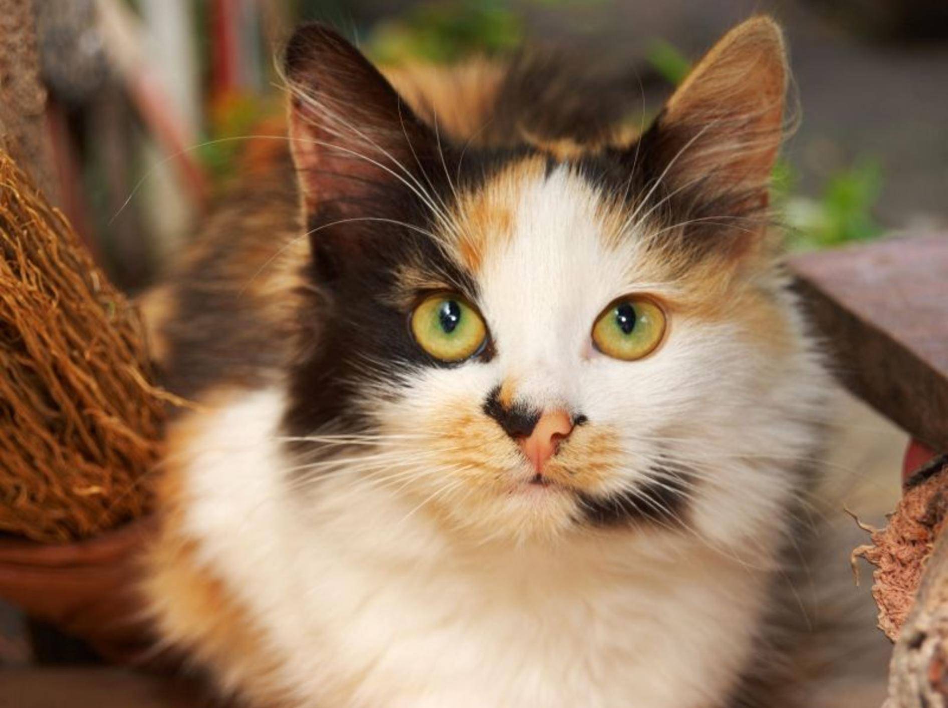 Dreifarbige Katzen haben oft eine besonders schöne Zeichnung — Bild: Shutterstock / Natalia D.