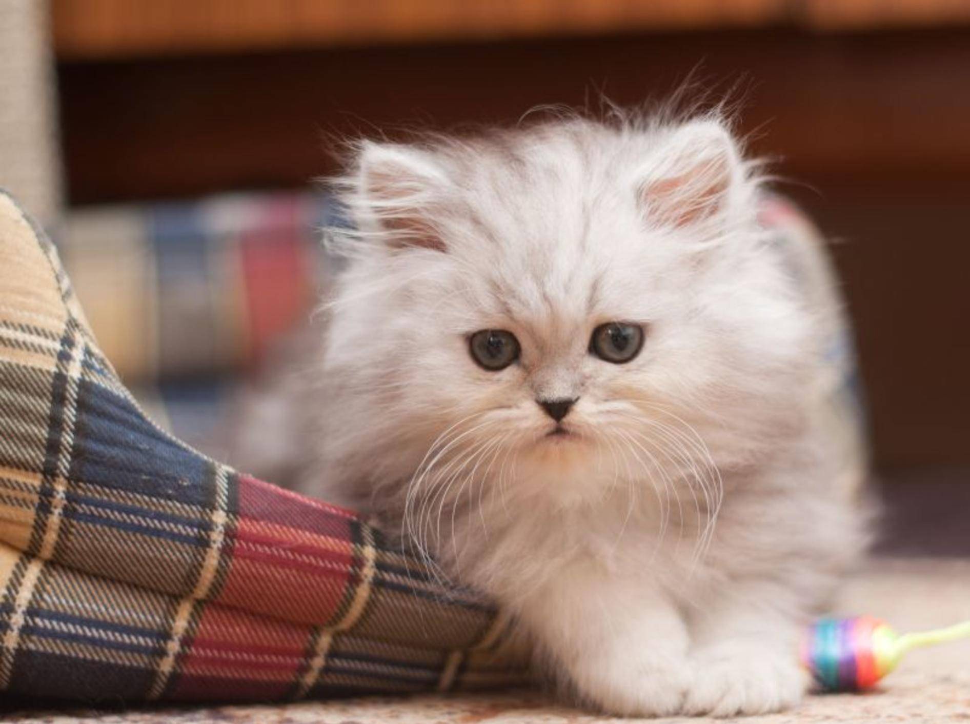 Ganz schön süß, dieser flauschige Miniperser im Katzenkörbchen — Bild: Shutterstock / Trybex