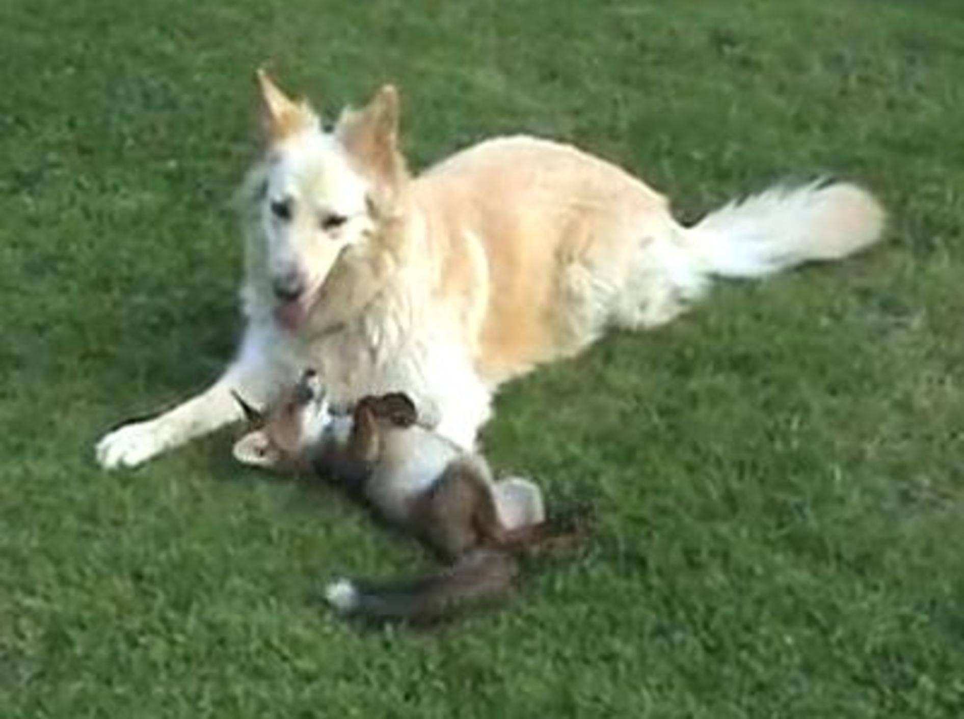 Hunde adoptieren Fuchs: Ein Bild für die Götter — Bild: Youtube / Debbie Johnson