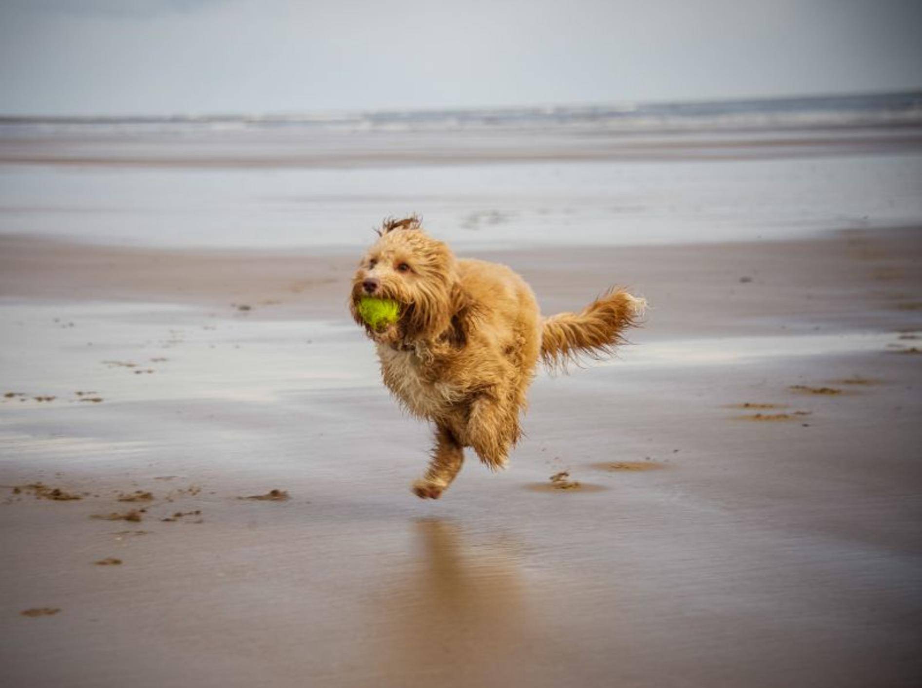 Schöner Hundestrand: Perfekter Spielplatz für Vierbeiner — Bild: Shutterstock / rashworth