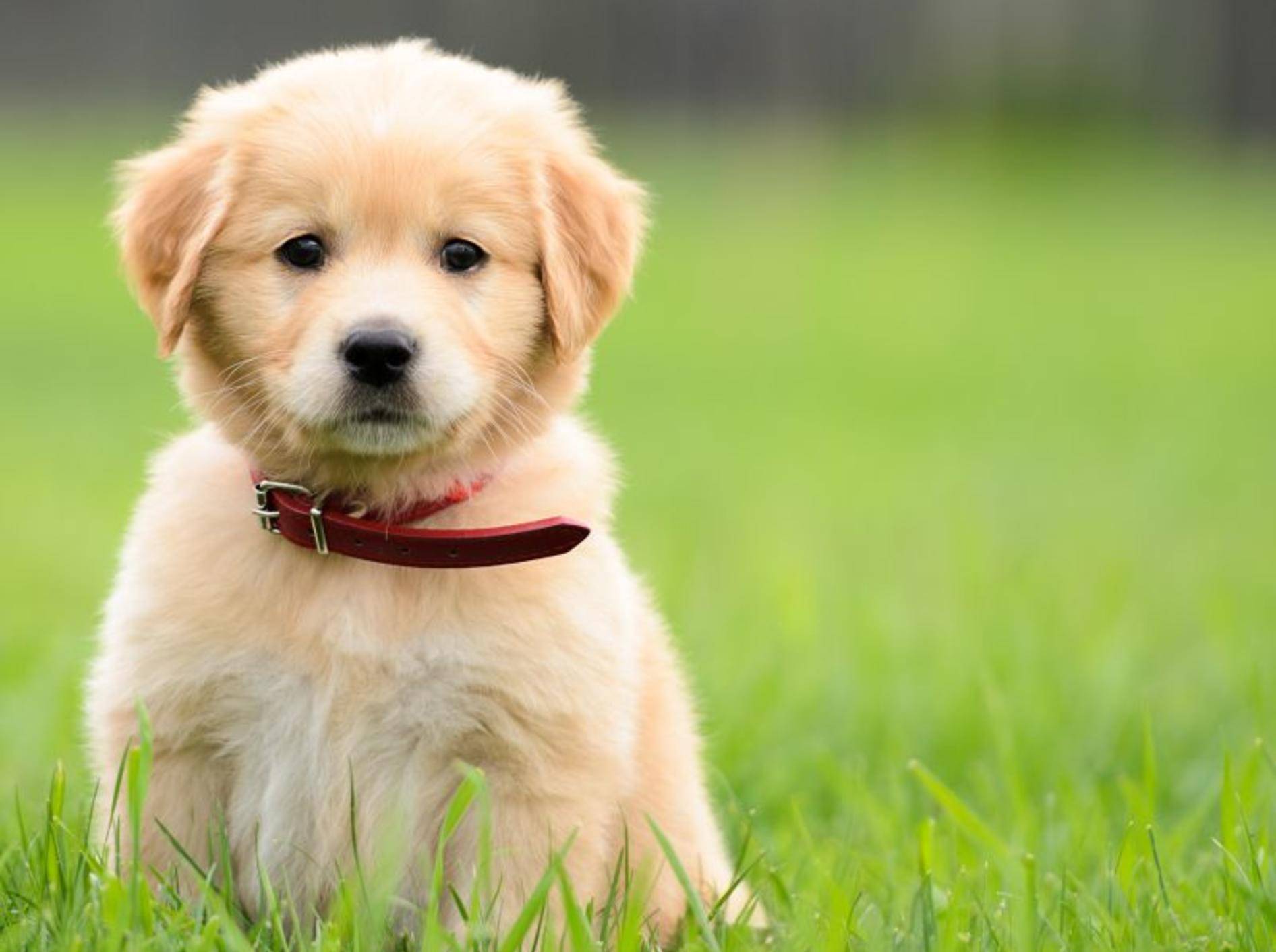 Meist ganz einfach: Welpen an ein Hundehalsband gewöhnen — BIld: Shutterstock / dragon_fang