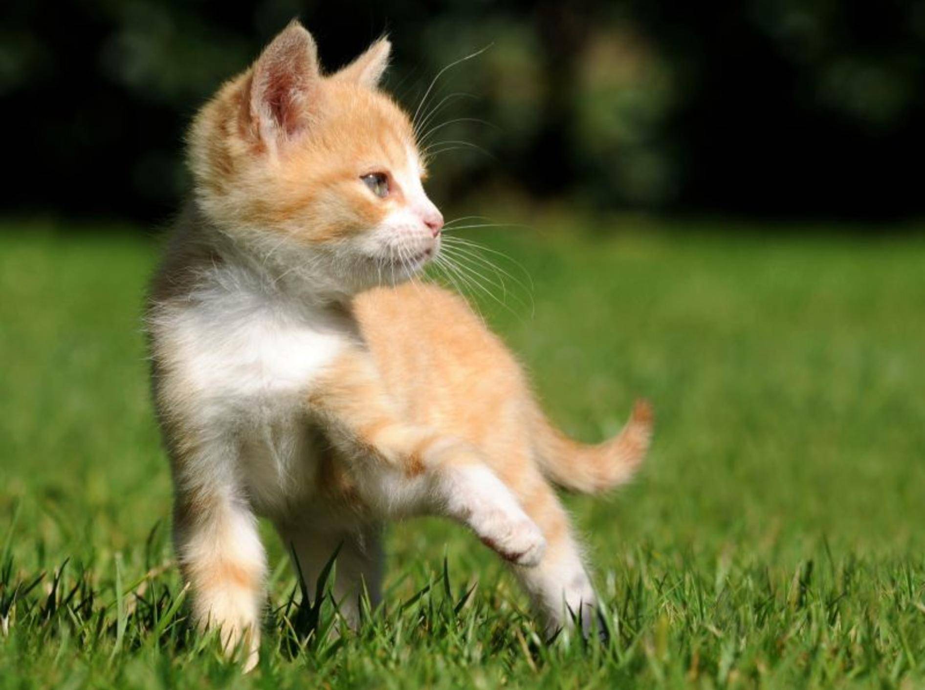 Katze kastrieren lassen: Vor oder nach dem Eintritt der Geschlechtsreife? — Bild: Shutterstock / Schubbel