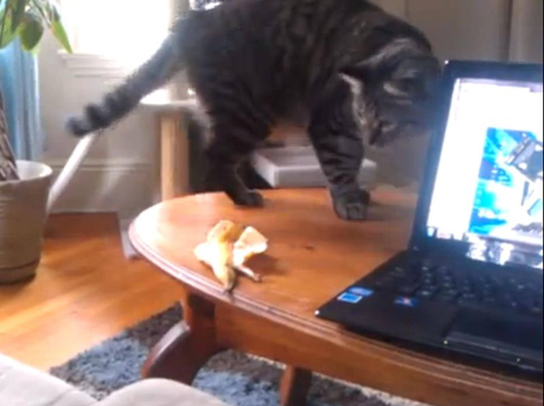 Tigerkatze nimmt es mit verdächtiger Bananenschale auf — Bild: Youtube / cattycatzcatz