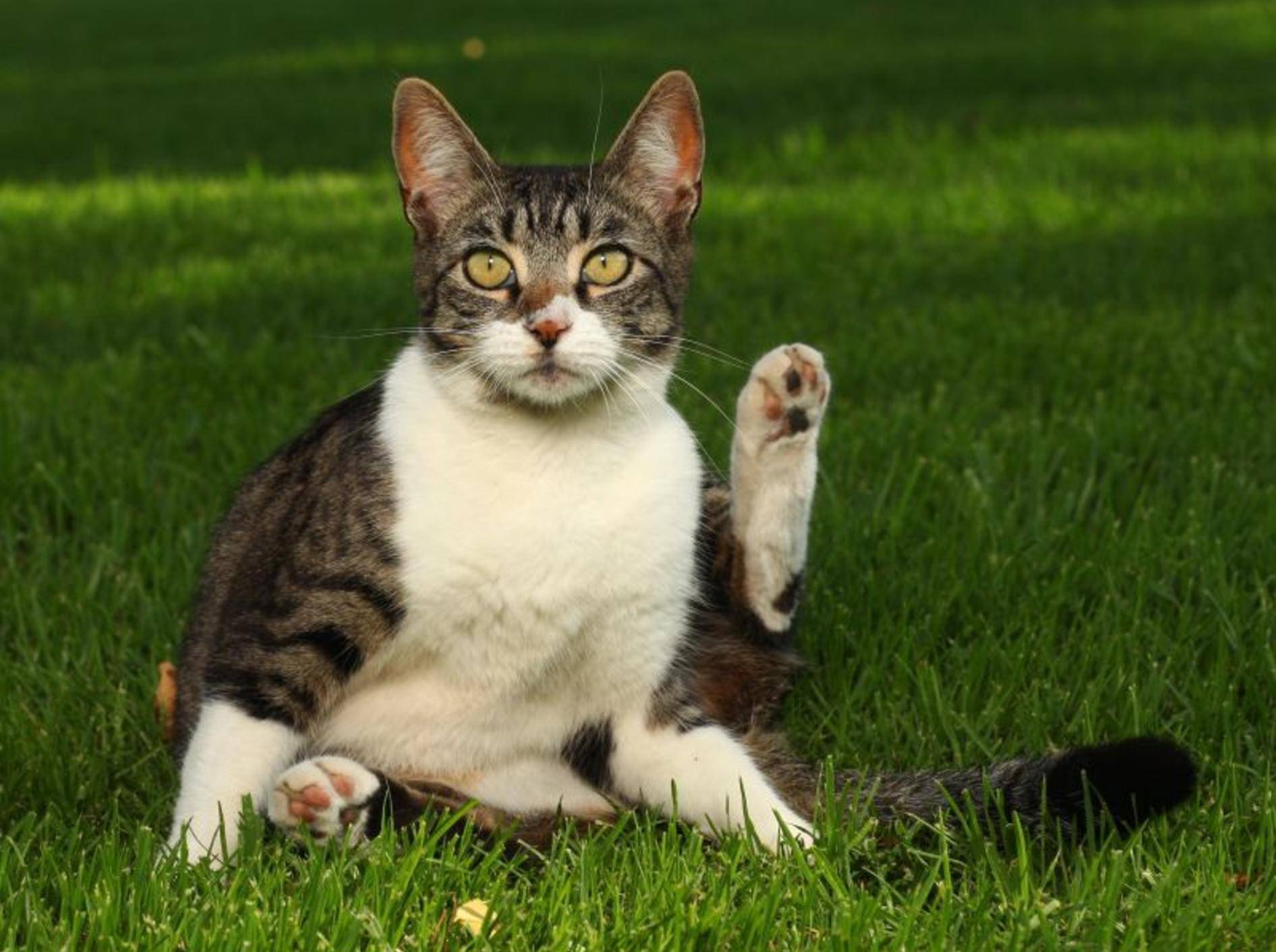 Wurmkur für Katzen: Besonders wichtig bei Freigängern — Bild: Shutterstock / Katrina Brown