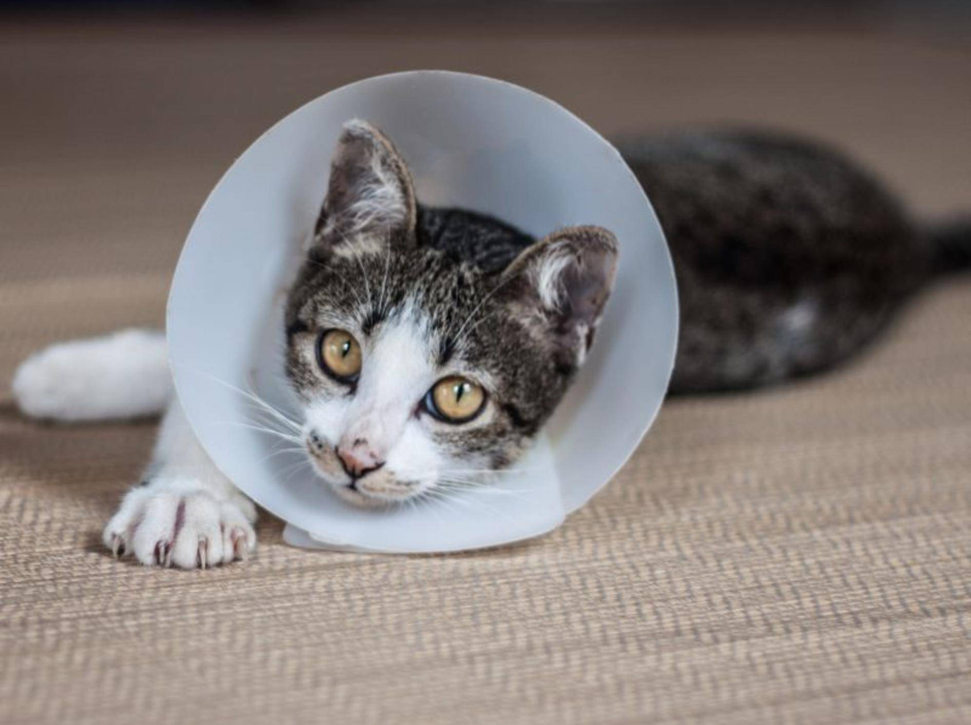 Wie Teuer Ist Es Eine Katze Zu Kastrieren Kosten Beim Tierarzt