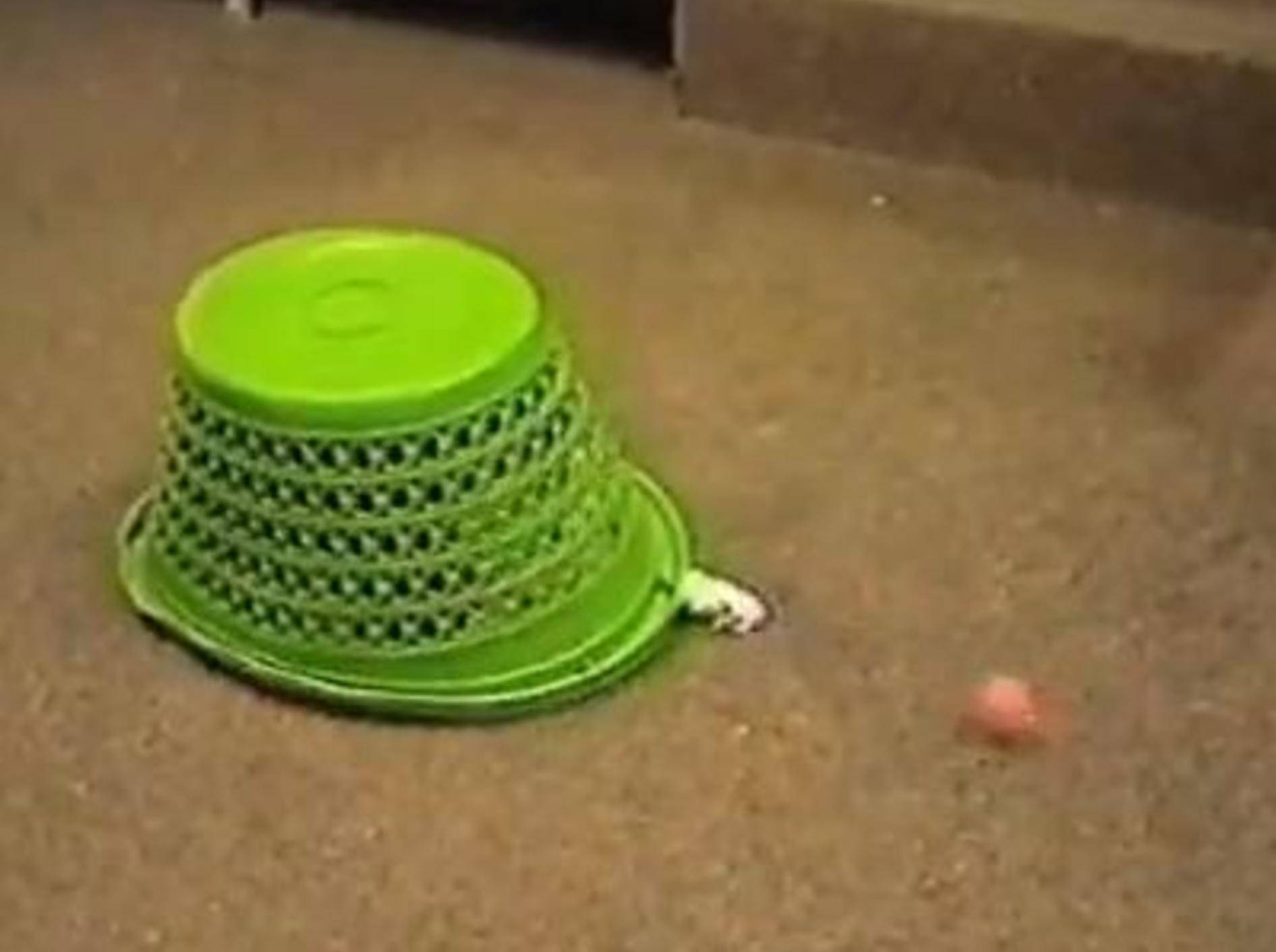 Süße Katze kickt den Ball undercover — Bild: Youtube / PetTubedotcom