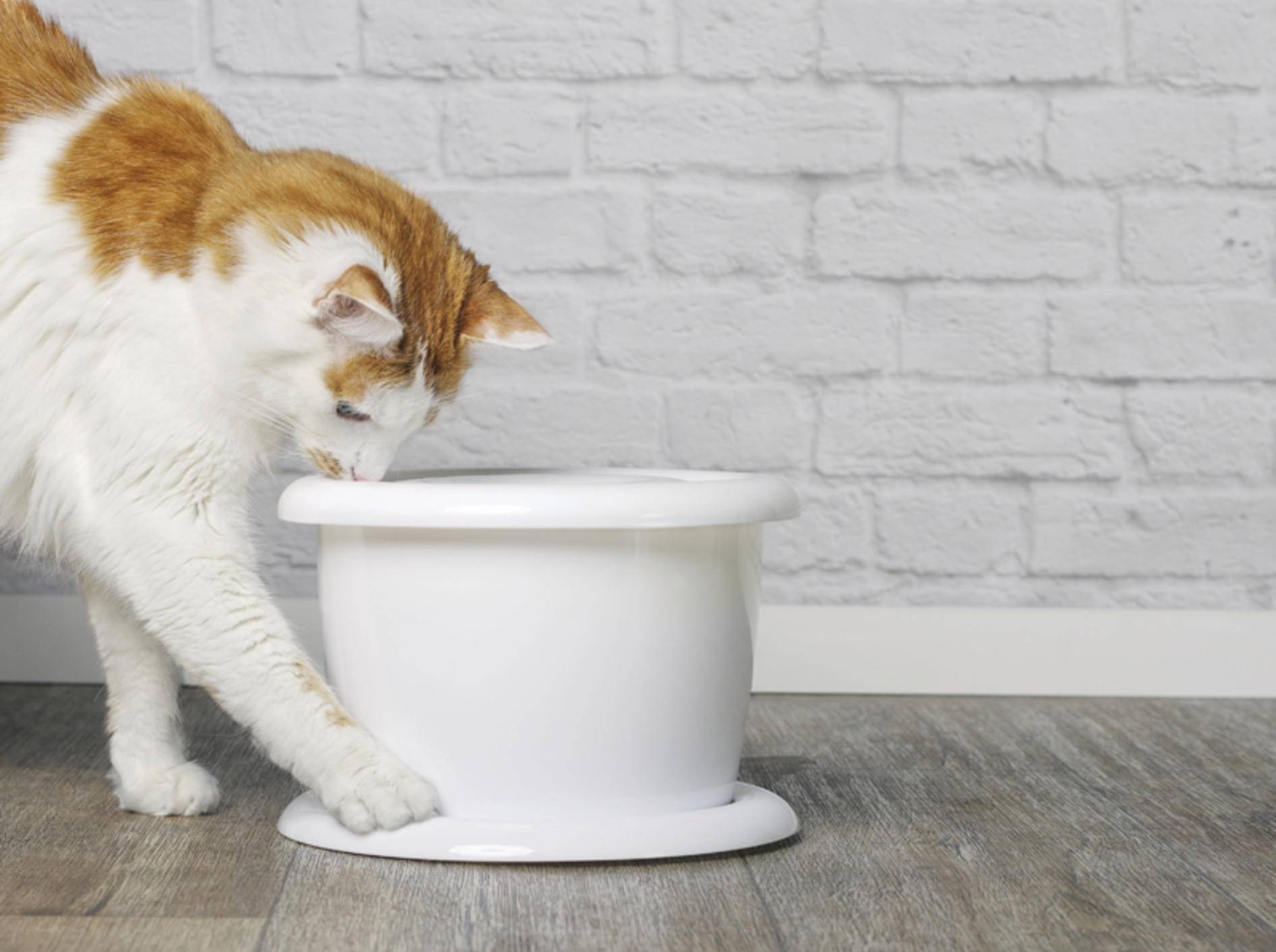 Fließend Wasser aus dem Trinkbrunnen für Ihre Katze - Bild: Shutterstock / Lightspruch