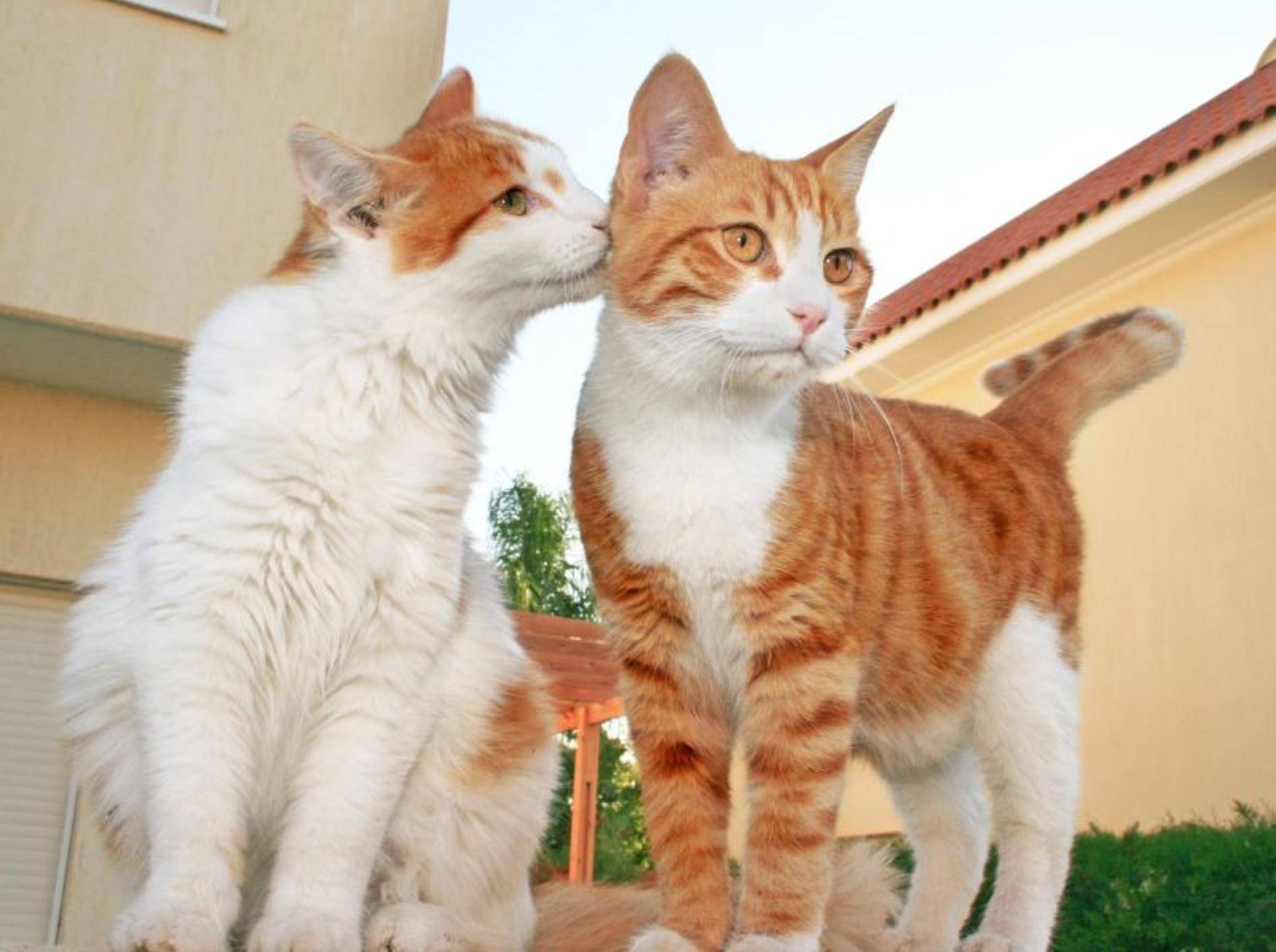Katze kastrieren: Ein Vorteil ist die bessere Verträglichkeit mit Artgenossen — Bild: Shutterstock / ruzanna