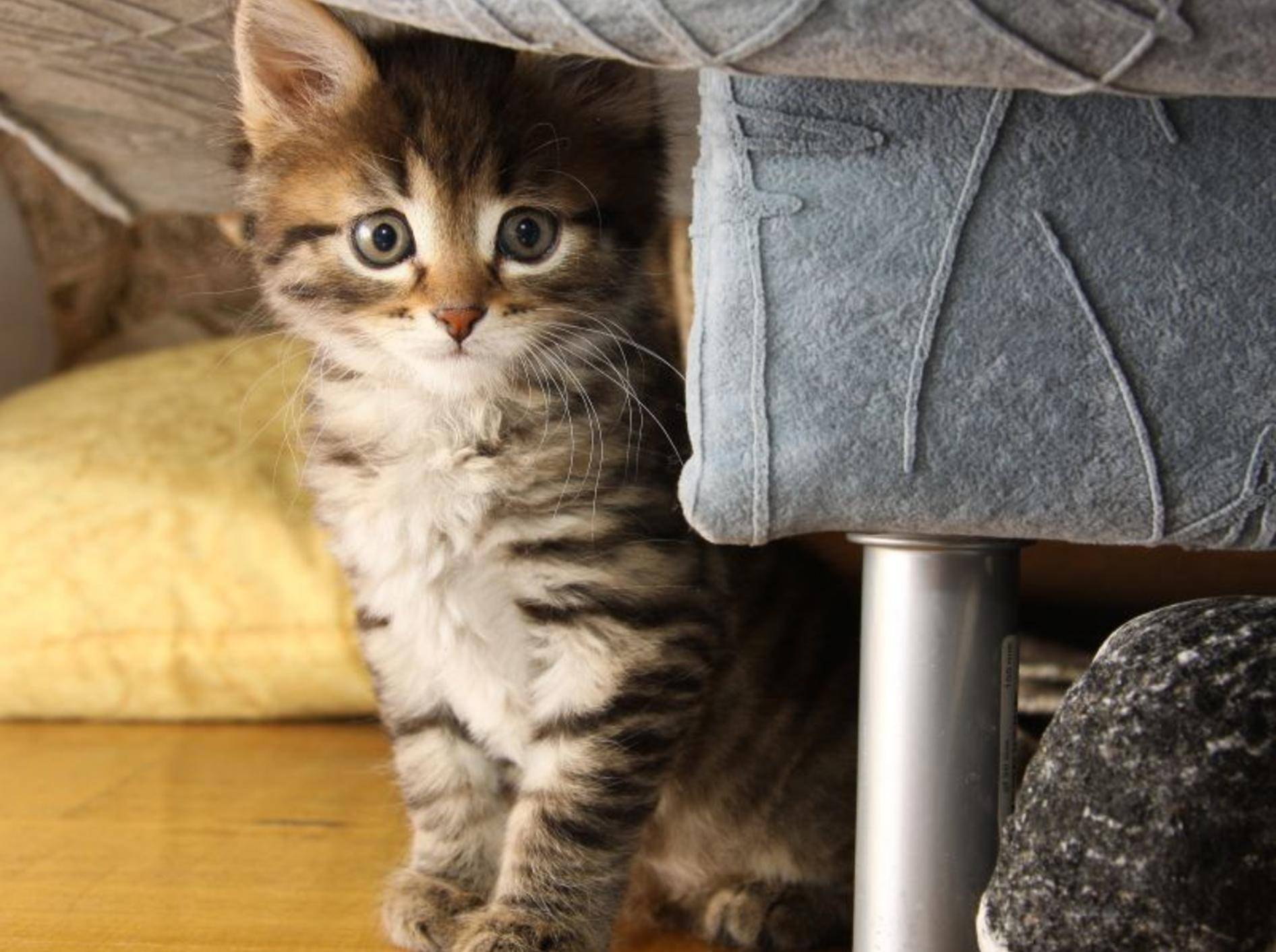 Katzenbabys kaufen: Am Anfang ist alles aufregend! — Bild: Shutterstock / kritskaya