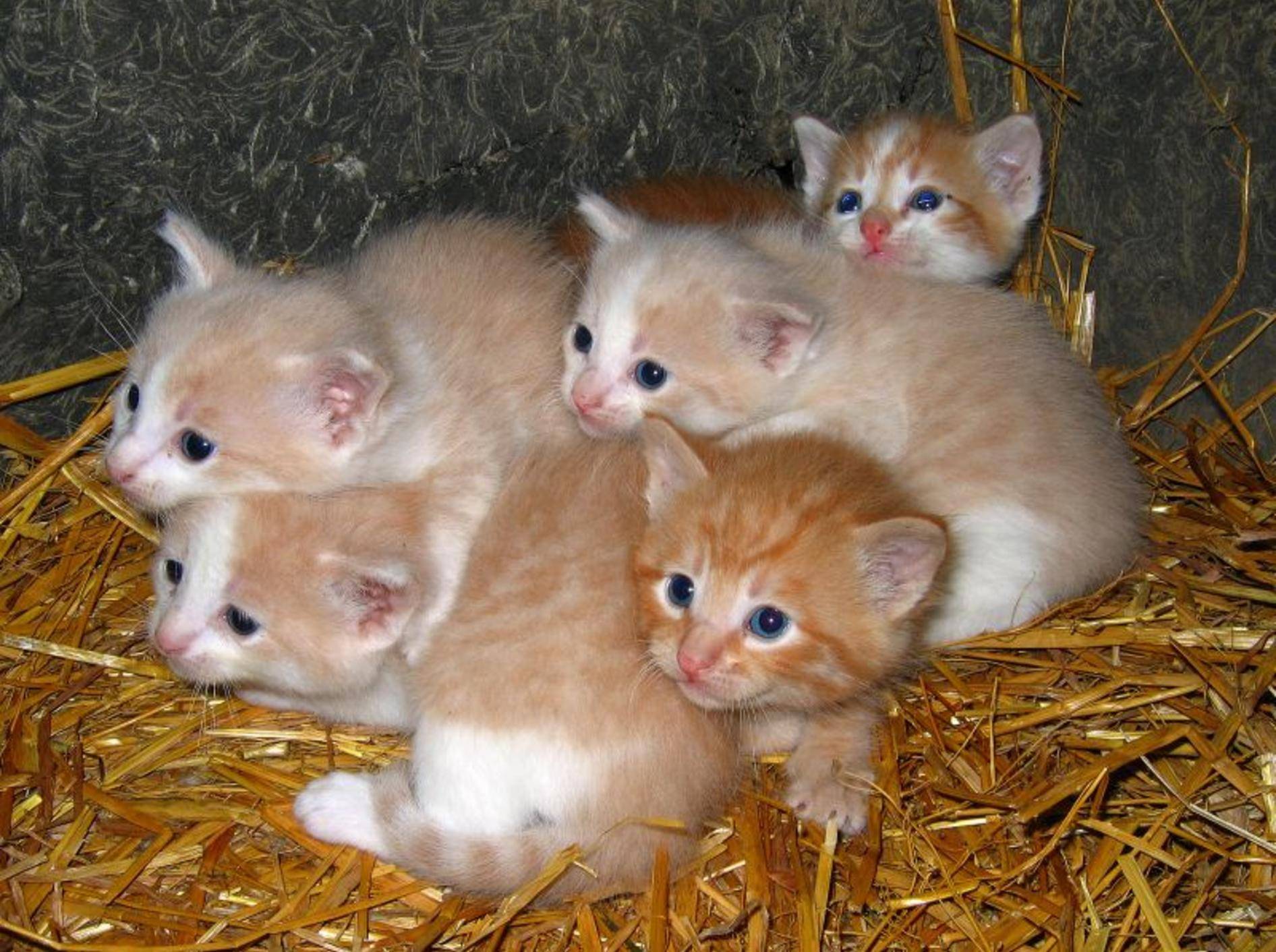 Ursachen für Wurmbefall: Kitten werden häufig schon vor der Geburt infiziert — Bild: Shutterstock / Stephanie Coffman