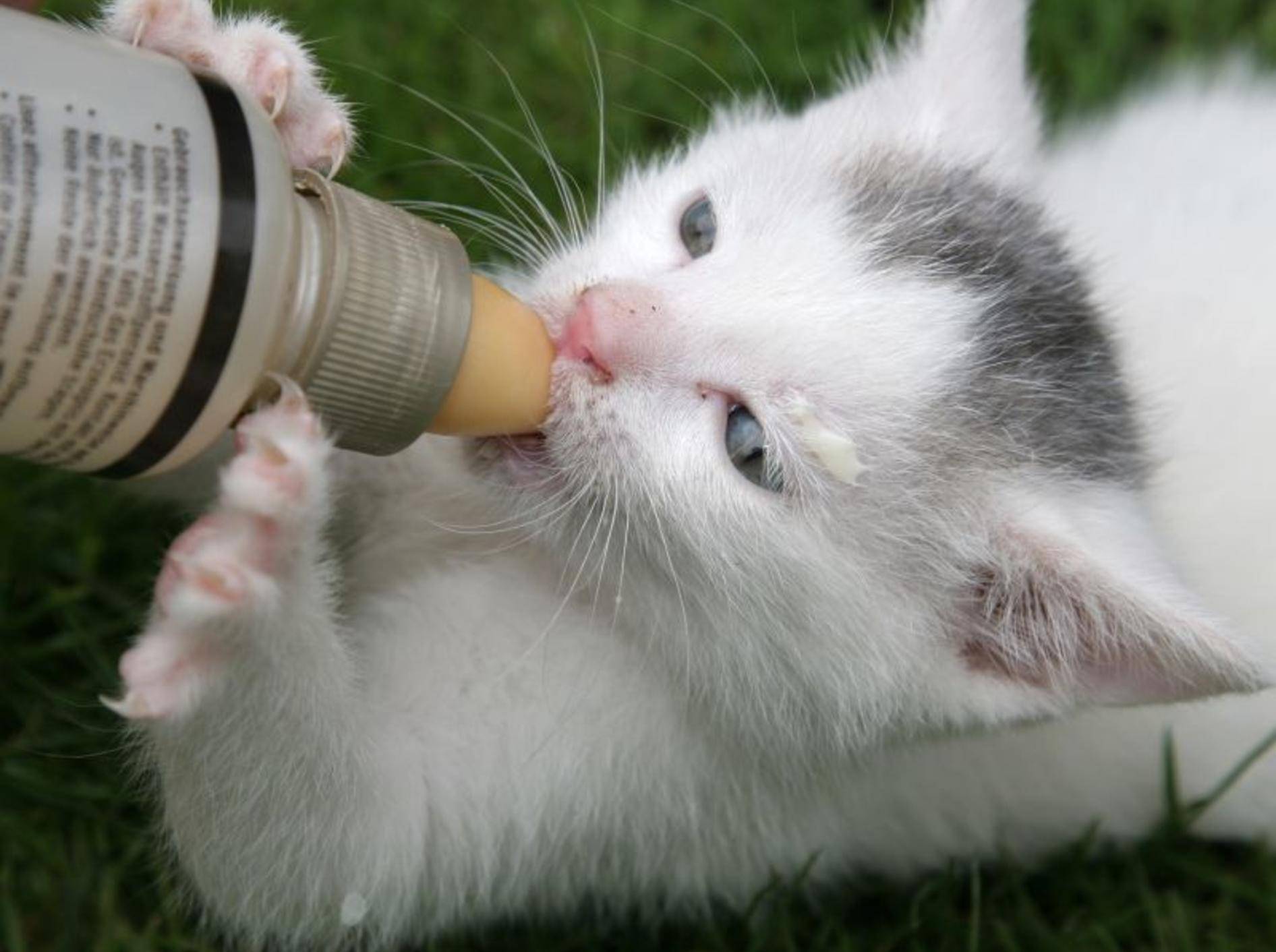 Katzenfutter für Kitten: Achten Sie auf eine langsame Umstellung — Bild: Shutterstock / Simone van den Berg