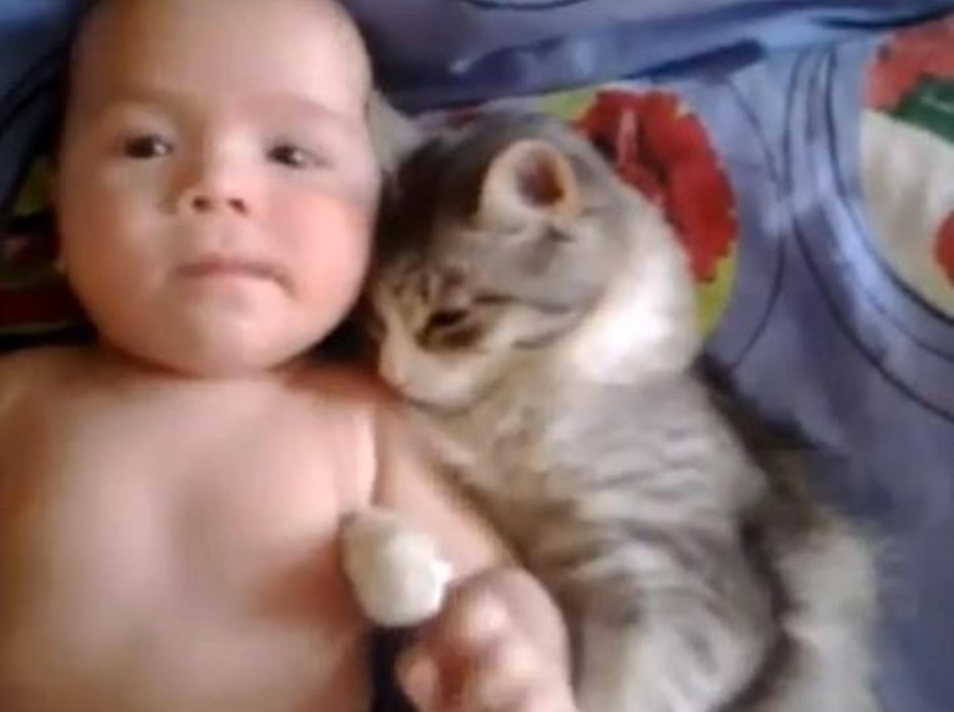 Verschmuste Katze liebt Baby über alles — Bild: Youtube / mihaifrancu