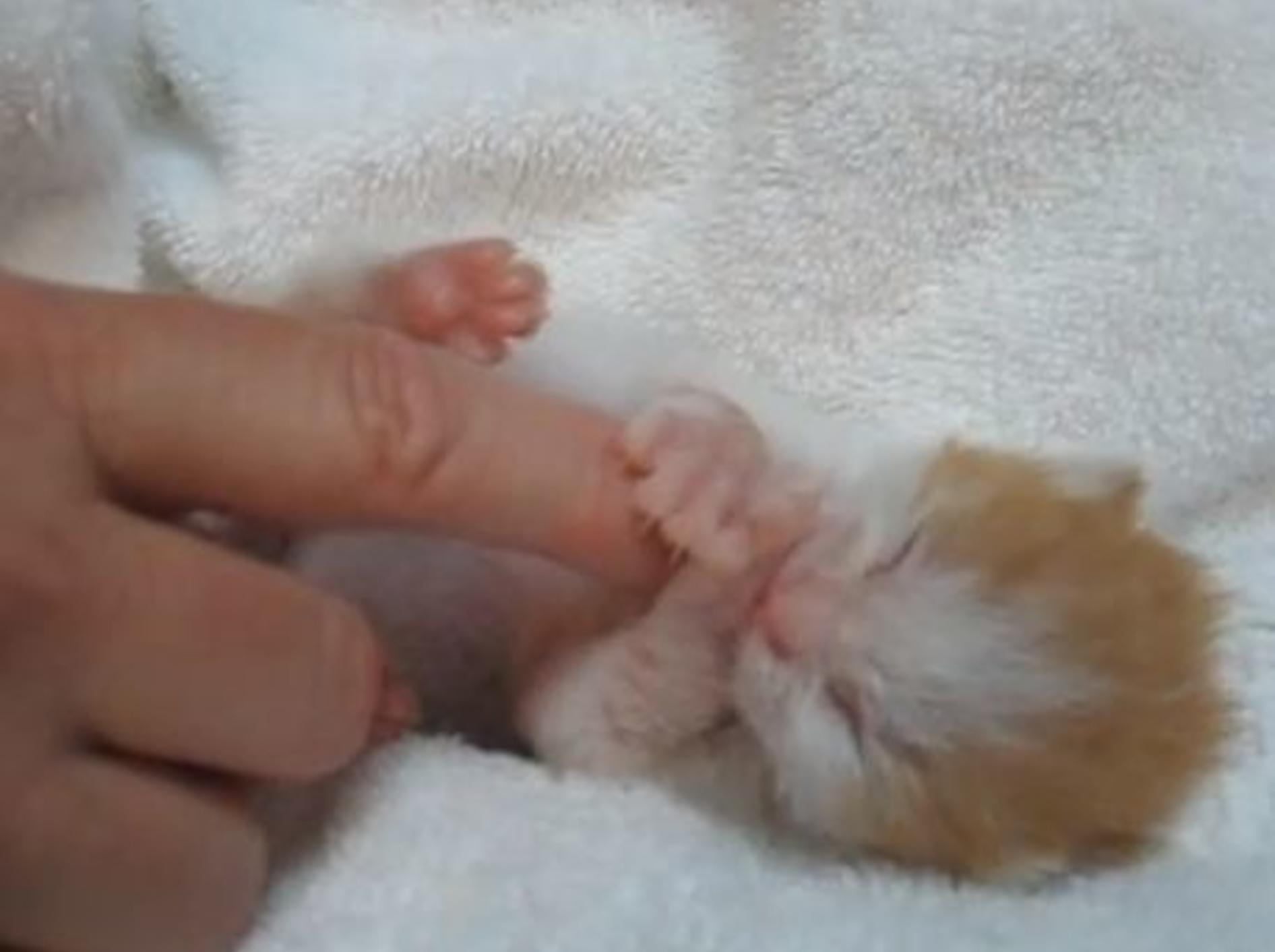 Rotes Babykätzchen: Klein, kleiner, am kleinsten — Bild: Youtube / Joe Elf