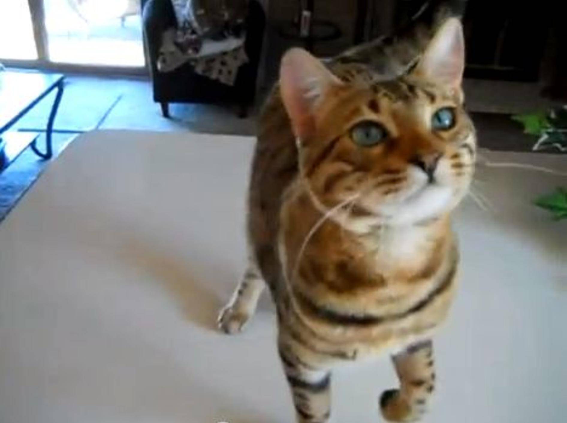 Wow! Eine Bengal-Katze zeigt ihre Tricks — Bild: Youtube / djrocksteadyuk