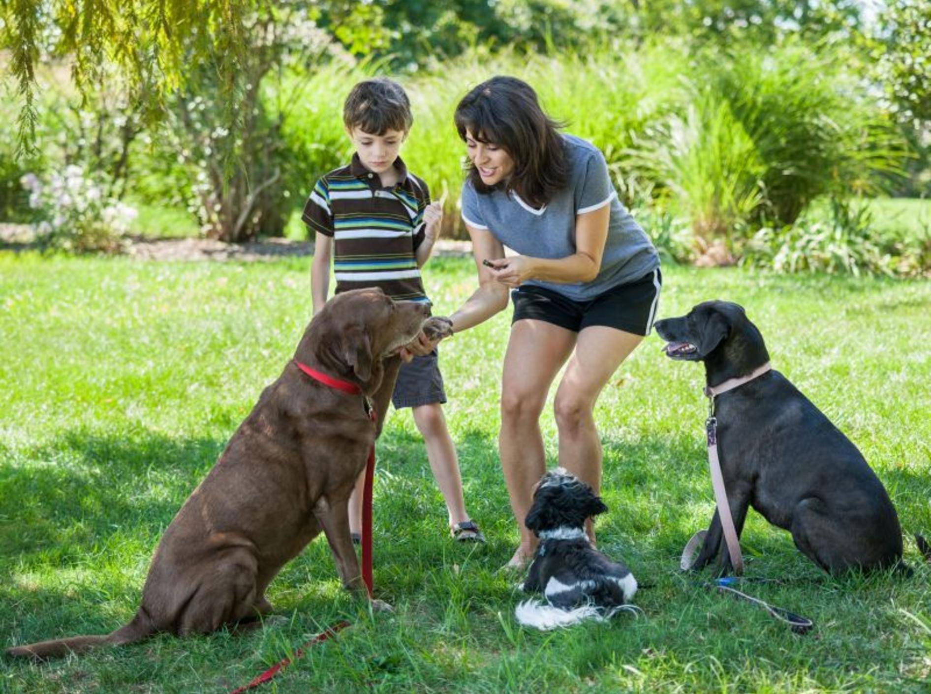 Hundetraining mit Clicker ist ein guter Start für eine harmonische Beziehung — Bild: Shutterstock / eurobanks