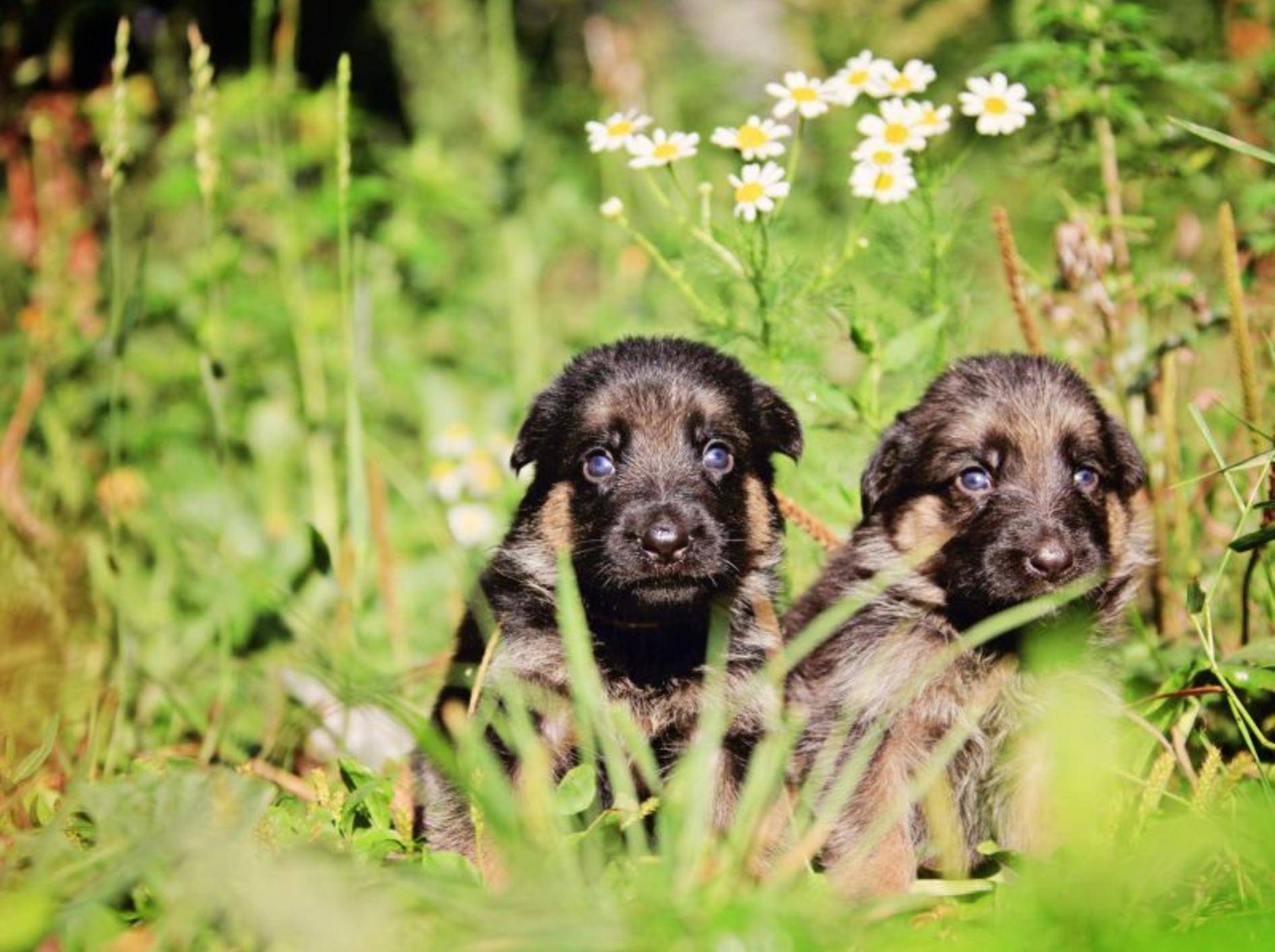 Deutscher Schäferhund im Taschenformat: So süß sind die Welpen — Bild: Shutterstock / Ambito