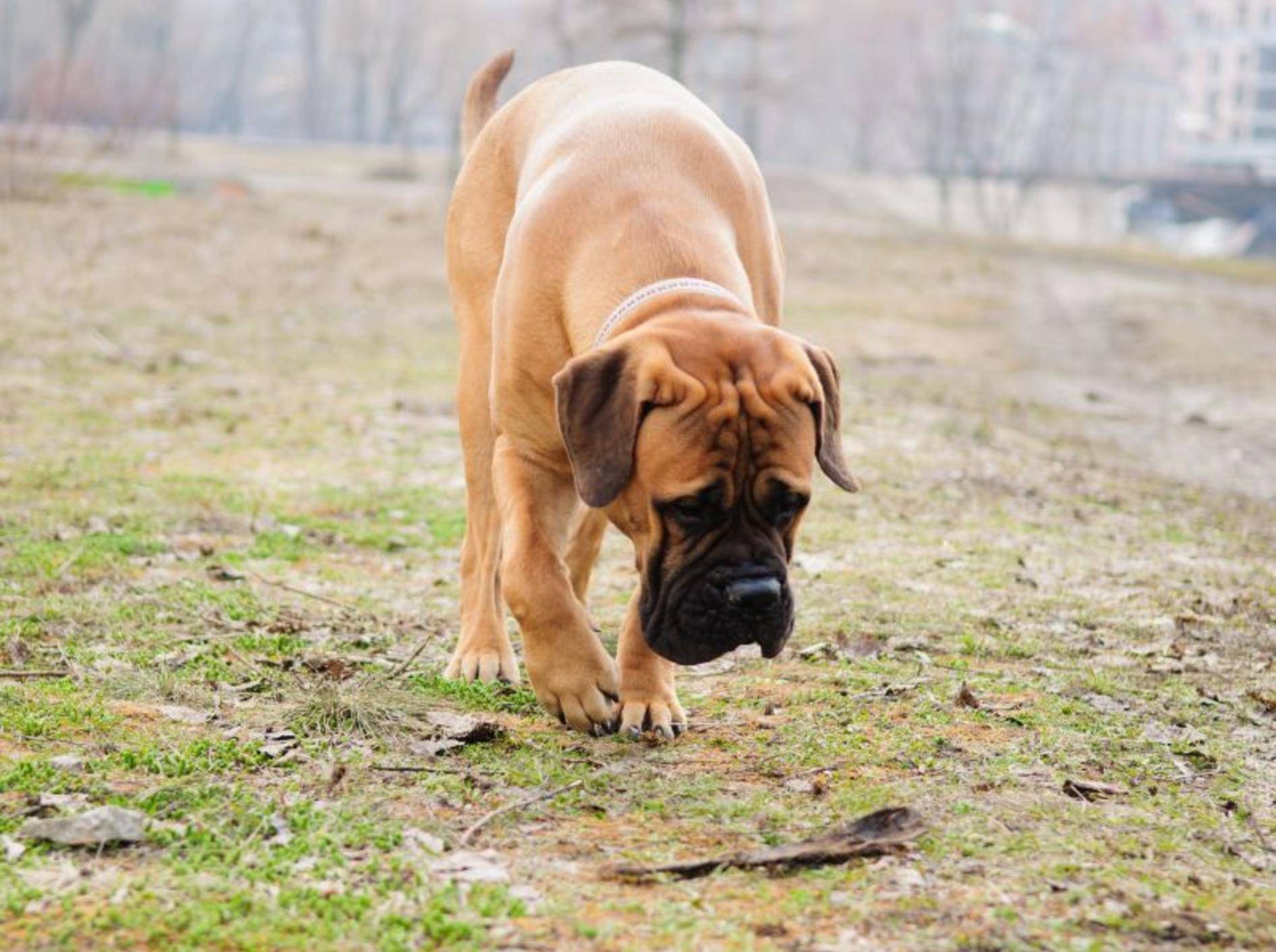 Arthrose beim Hund: Symptome zeigen sich unter Anderem durch Steifheit der Gelenke — Bild: Shutterstock / Inna Astakhova