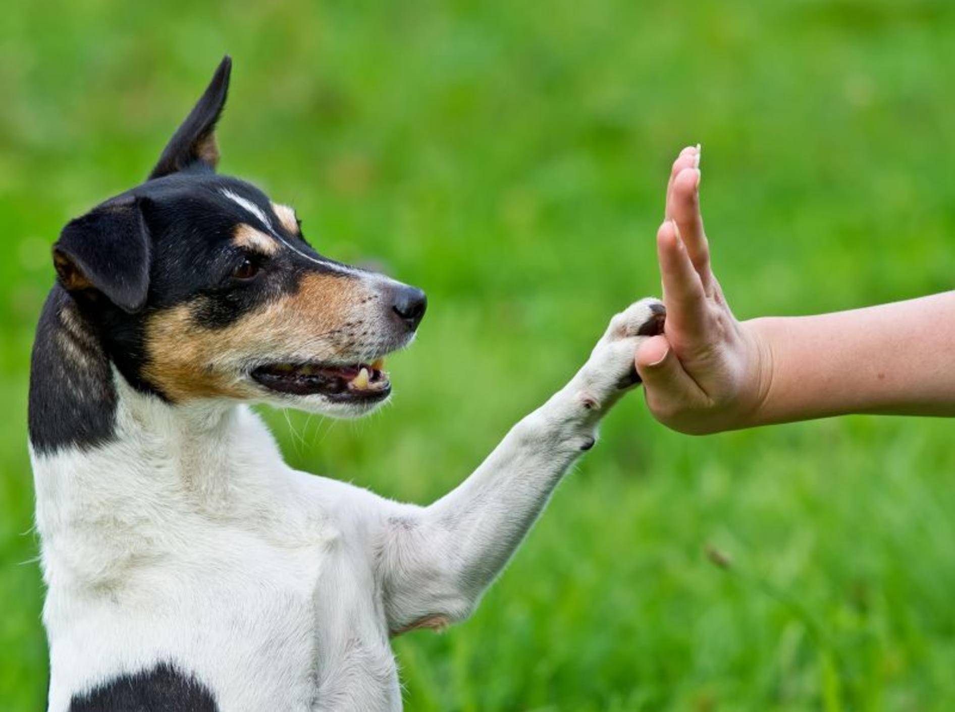 "Schlag ein!" Gutes Hundetraining führt zu einer vertrauensvollen Beziehung zwischen Vierbeiner und Herrchen — Bild: Shutterstock / dwphotos