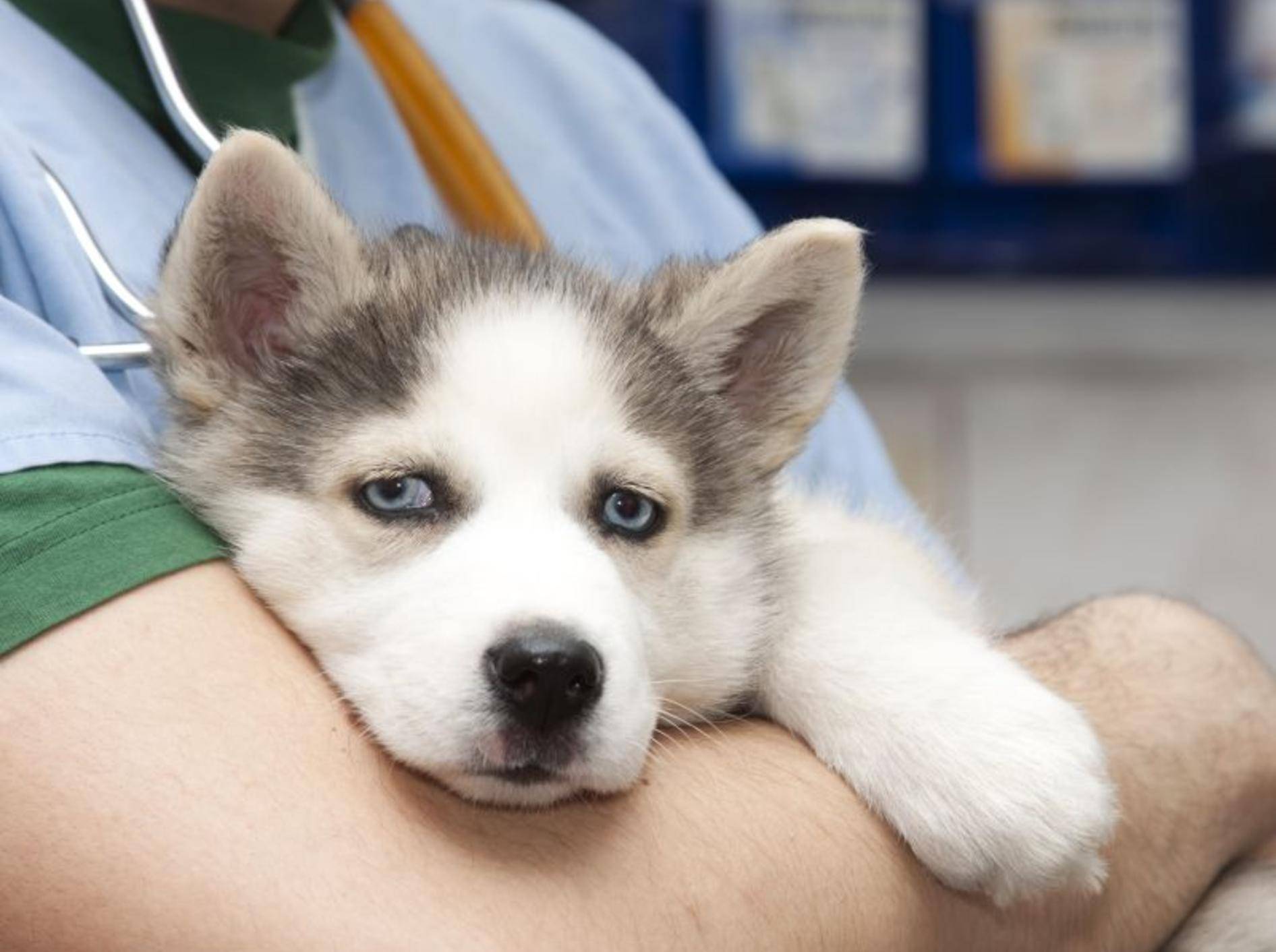 Hund-Husky-Borreliose-Tierarzt
