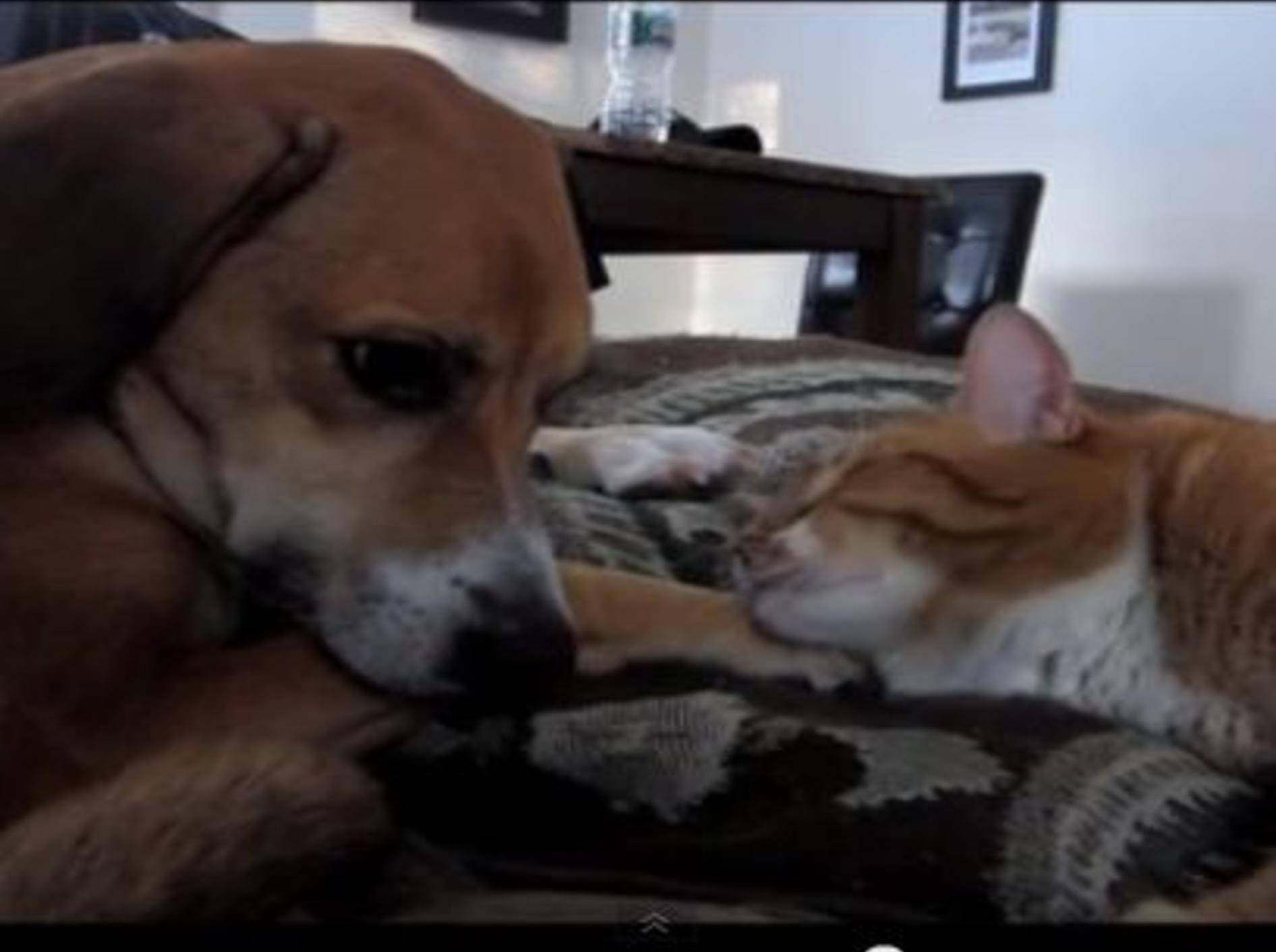 Tierisch süß: Katze kuschelt mit Hundepfote — Bild: Youtube / lukeandtally
