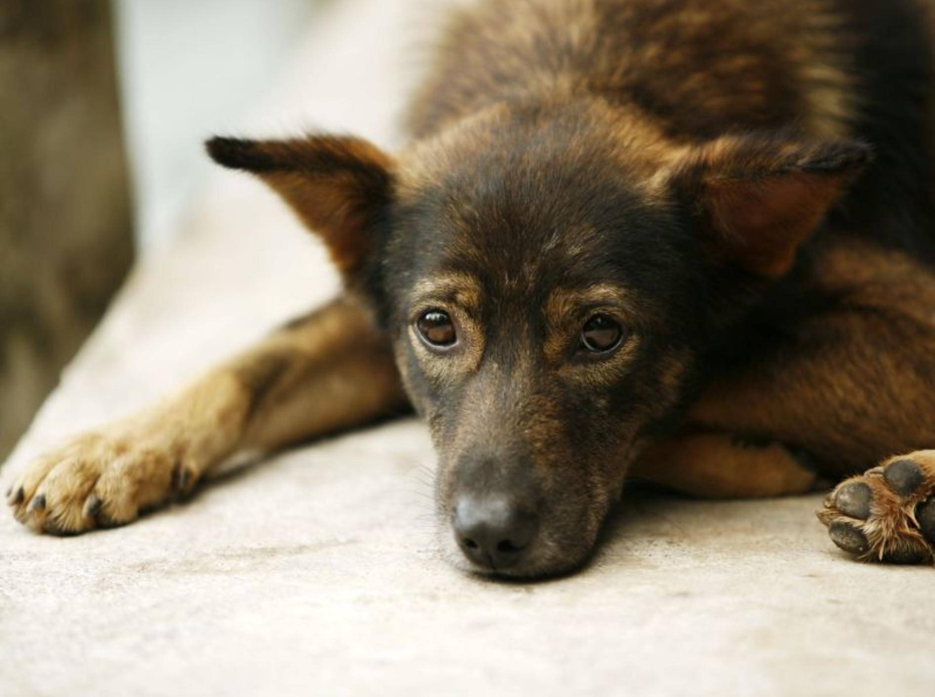 Borreliose-Symptome beim Hund sind leider sehr unspezifisch — Bild: Shutterstock / Tatiana Morozova