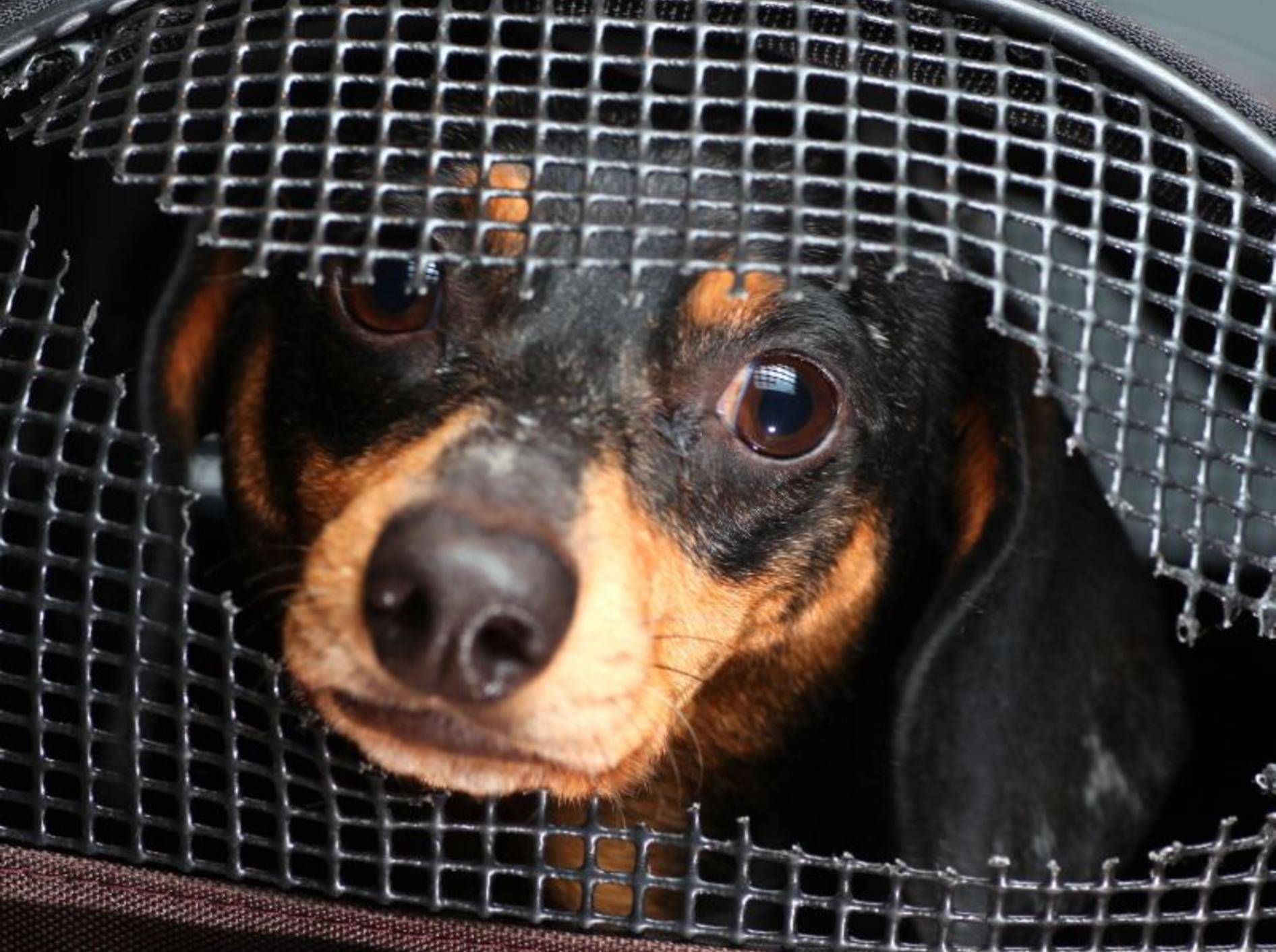 Was müssen Hundehalter beim Abschließen einer Hundehaftpflicht beachten? — Bild: Shutterstock / a katz