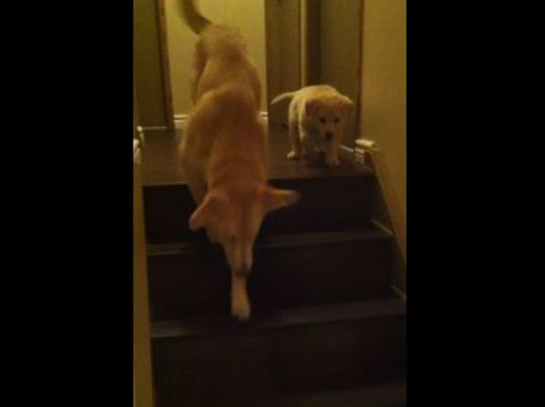 Welpe bekommt Nachhilfe im Treppensteigen — Bild: Youtube / Tim Doucette