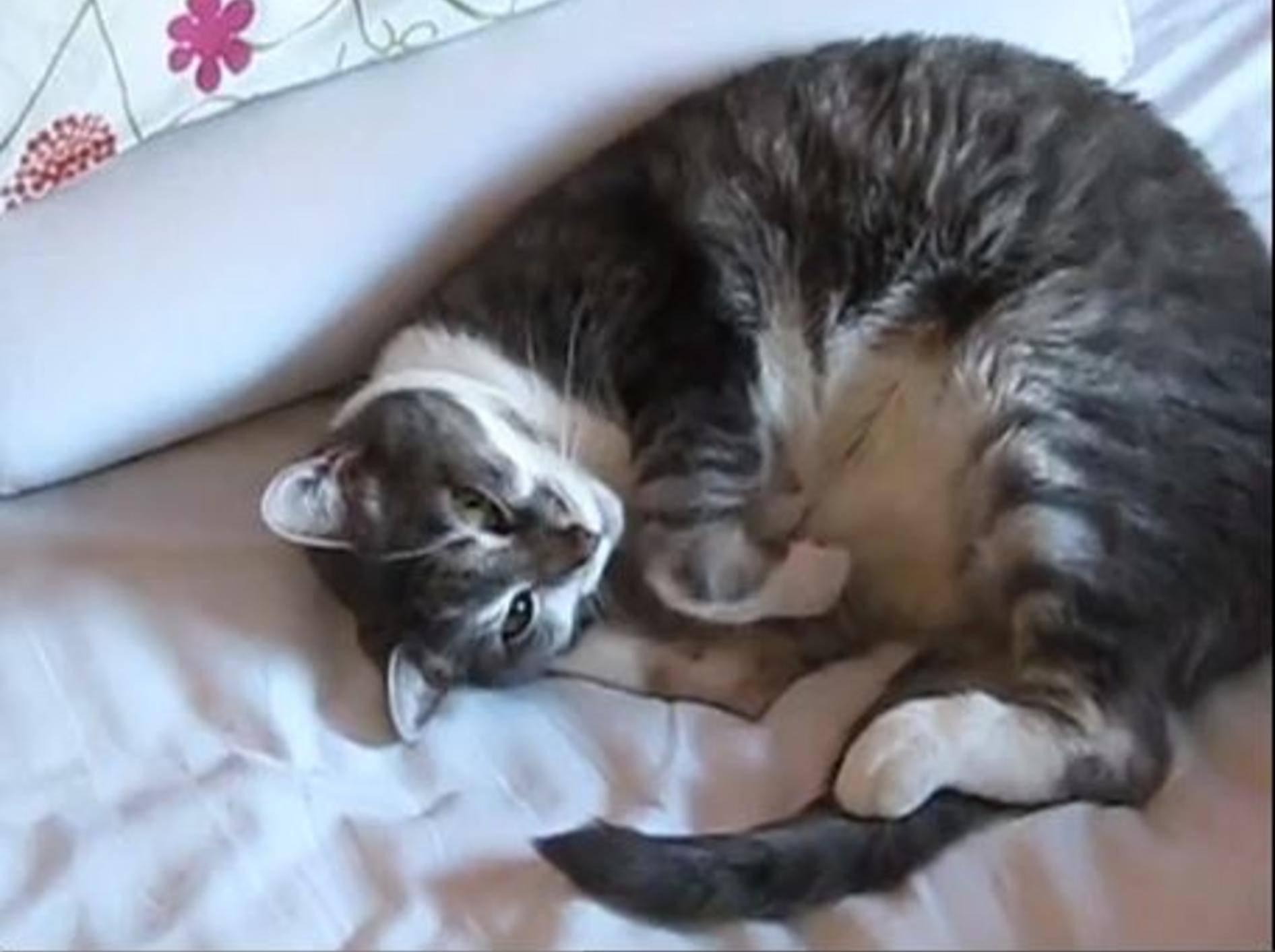 Wie niedlich: Brave Katze sagt "Gesundheit!" — Bild: Youtube / djaleksandra