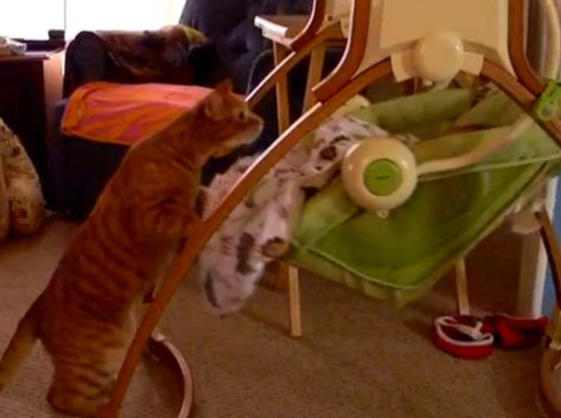 Fürsogliche Katze spielt liebevollen Babysitter — Bild: Youtube / Mr2old4fun