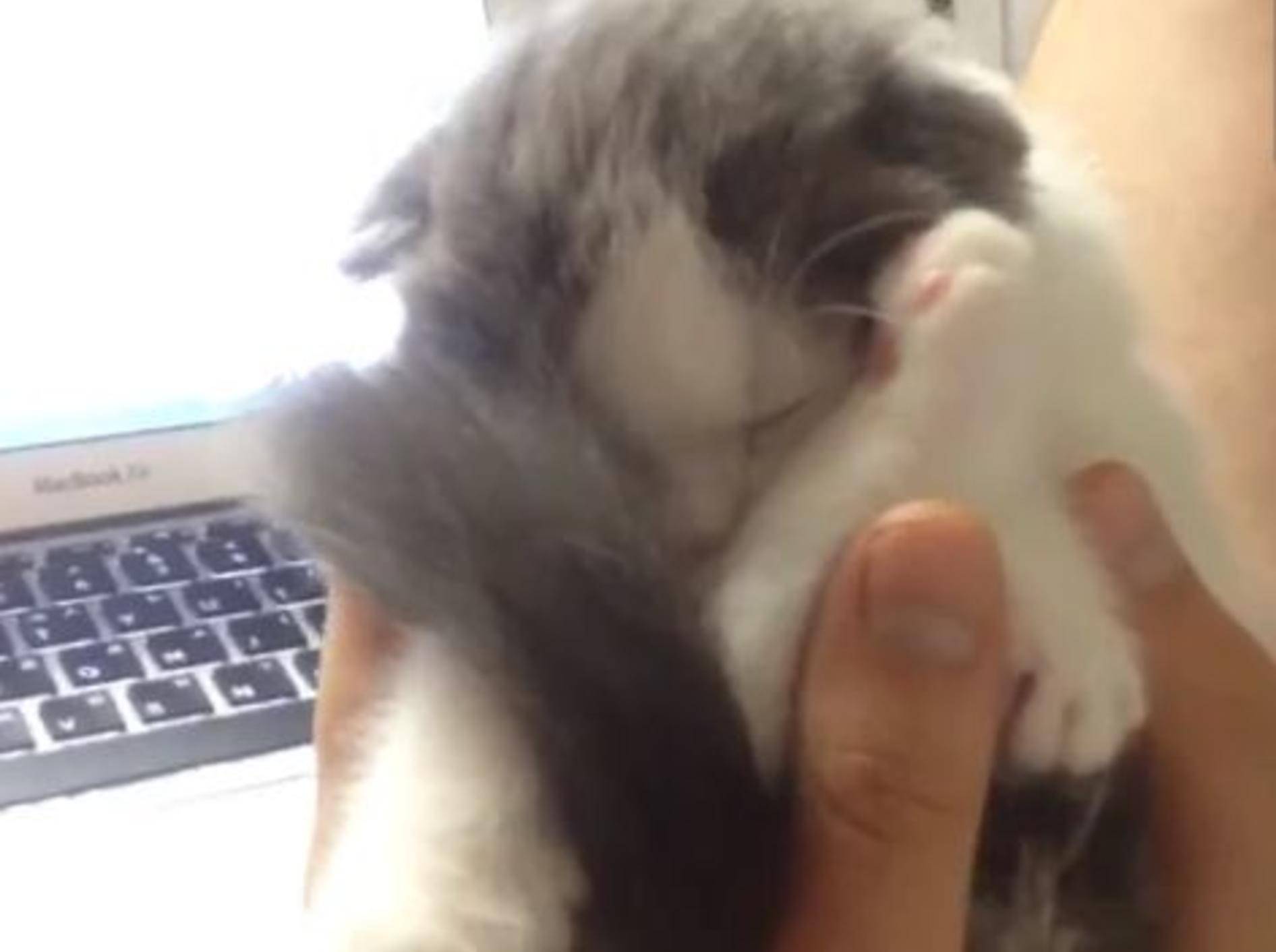 Herziges Katzenbaby schläft wie ein Ball — Bild: Youtube / OpenTheHappy