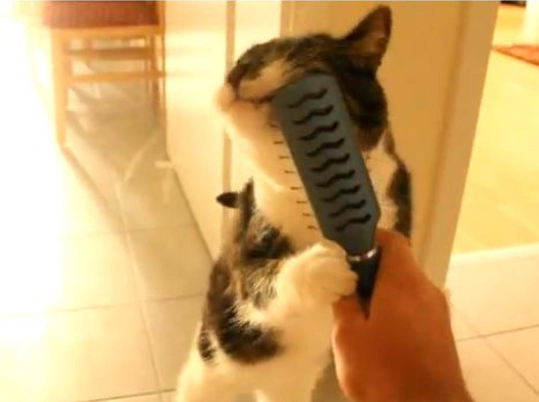 Verschmuste Katze leiht sich Herrchens Bürste — Bild: Youtube / 19GerTiger90