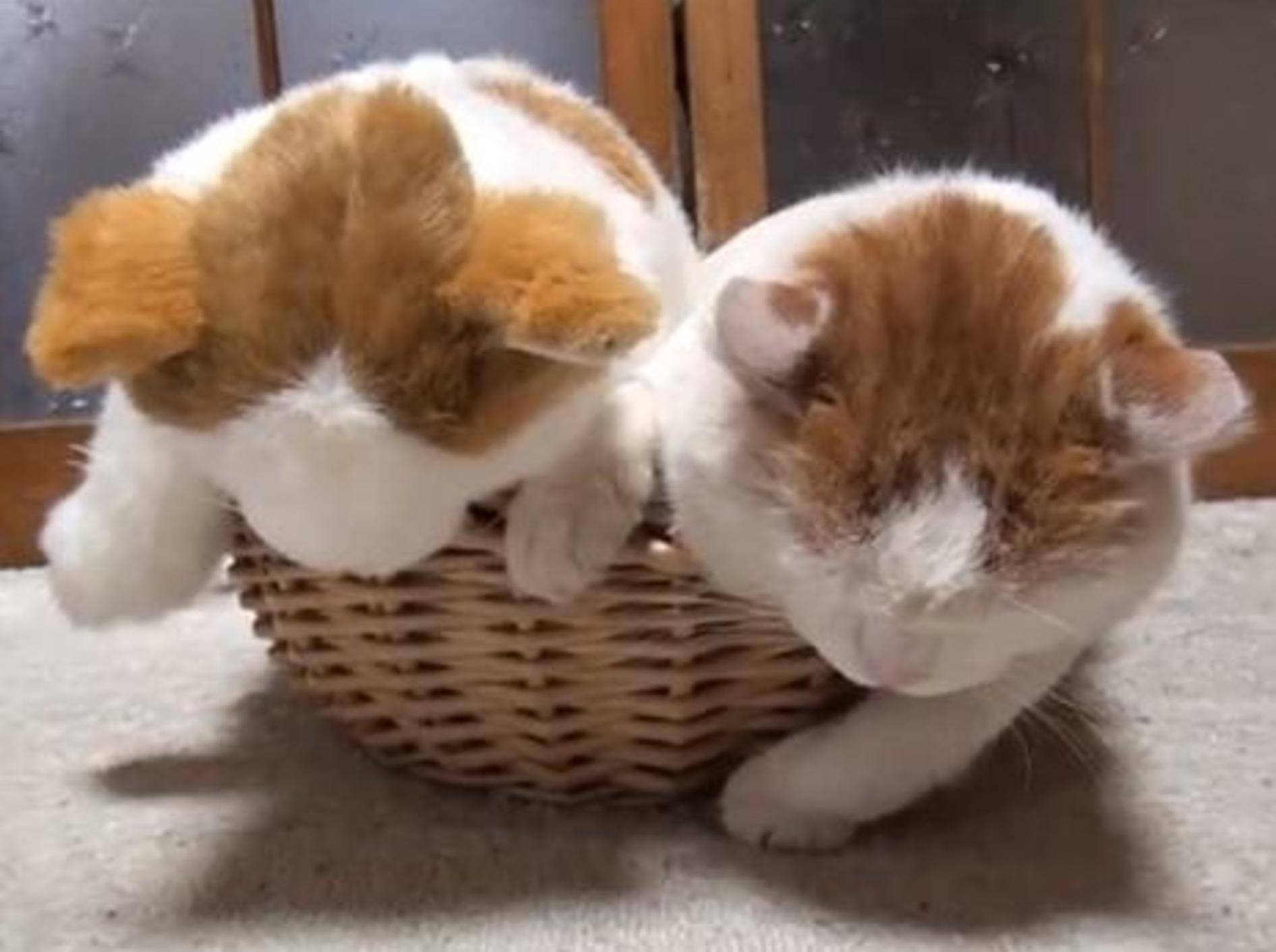 Katze hat lustiges Stofftier als Doppelgänger — Bild:Youtube / shironekoshiro