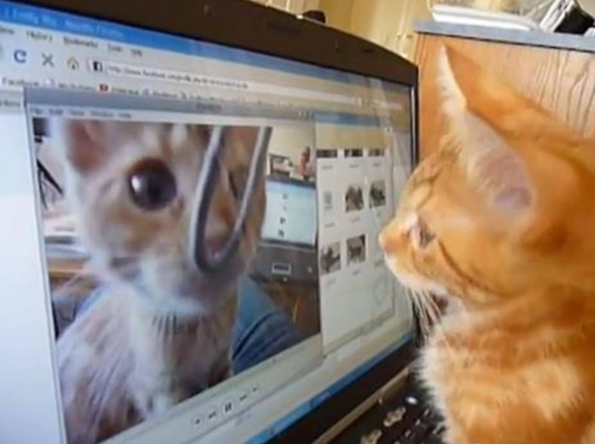 Faszinierendes Fernsehprogramm: Kleine Katze sieht sich auf Video — Bild: Youtube / wo0ter