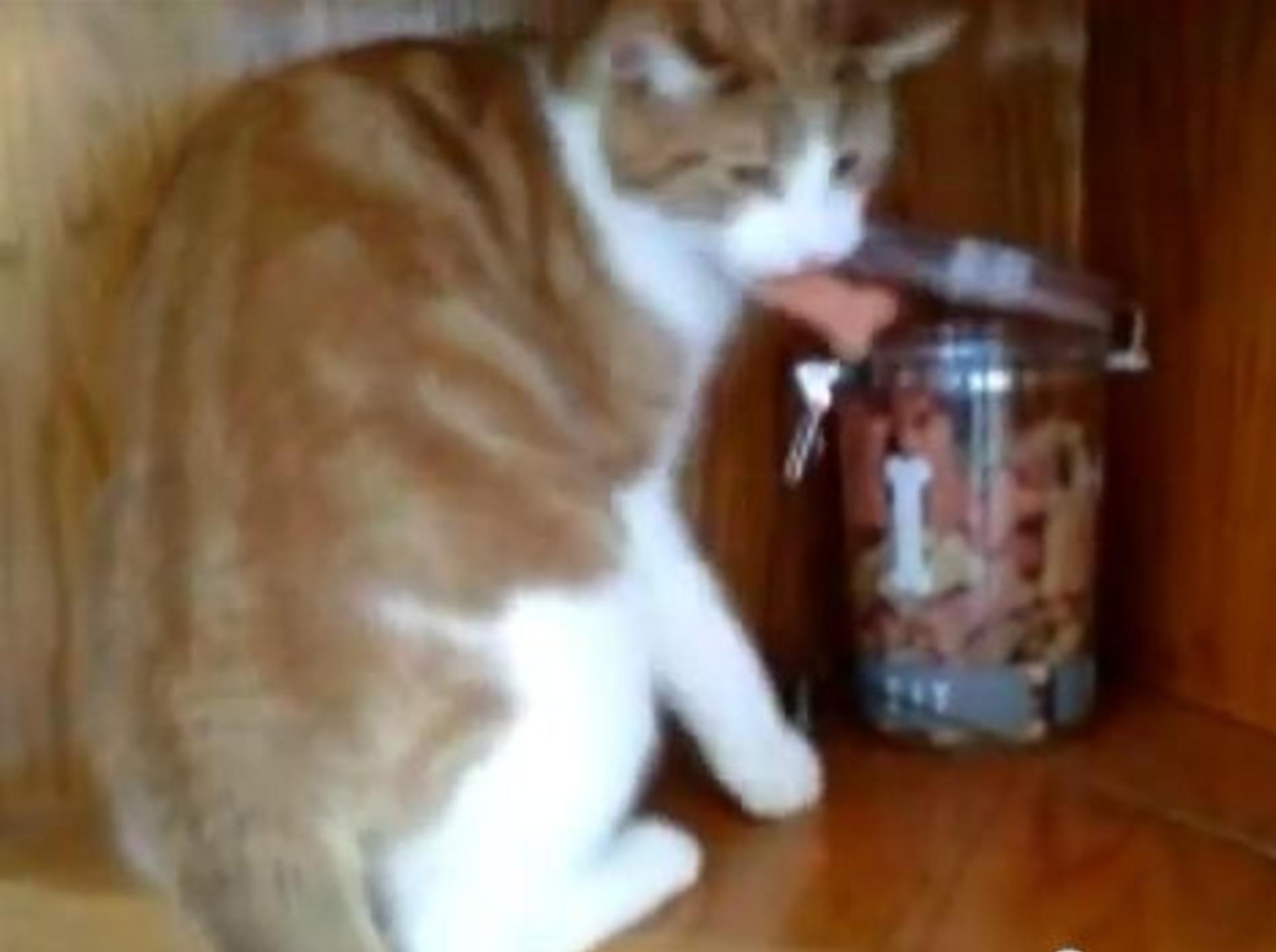 Diebische Katze wird von ihrem Mitbewohner ausgeraubt — Bild: Youtube / PETSAMI