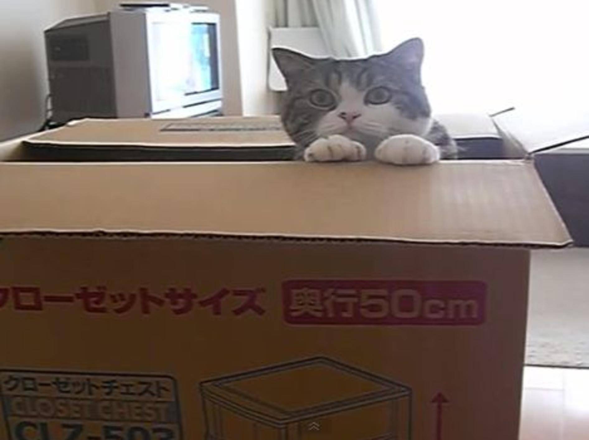 Katze Maru beweist: Es gibt keine zu großen Kartons! — Youtube / mugumogu