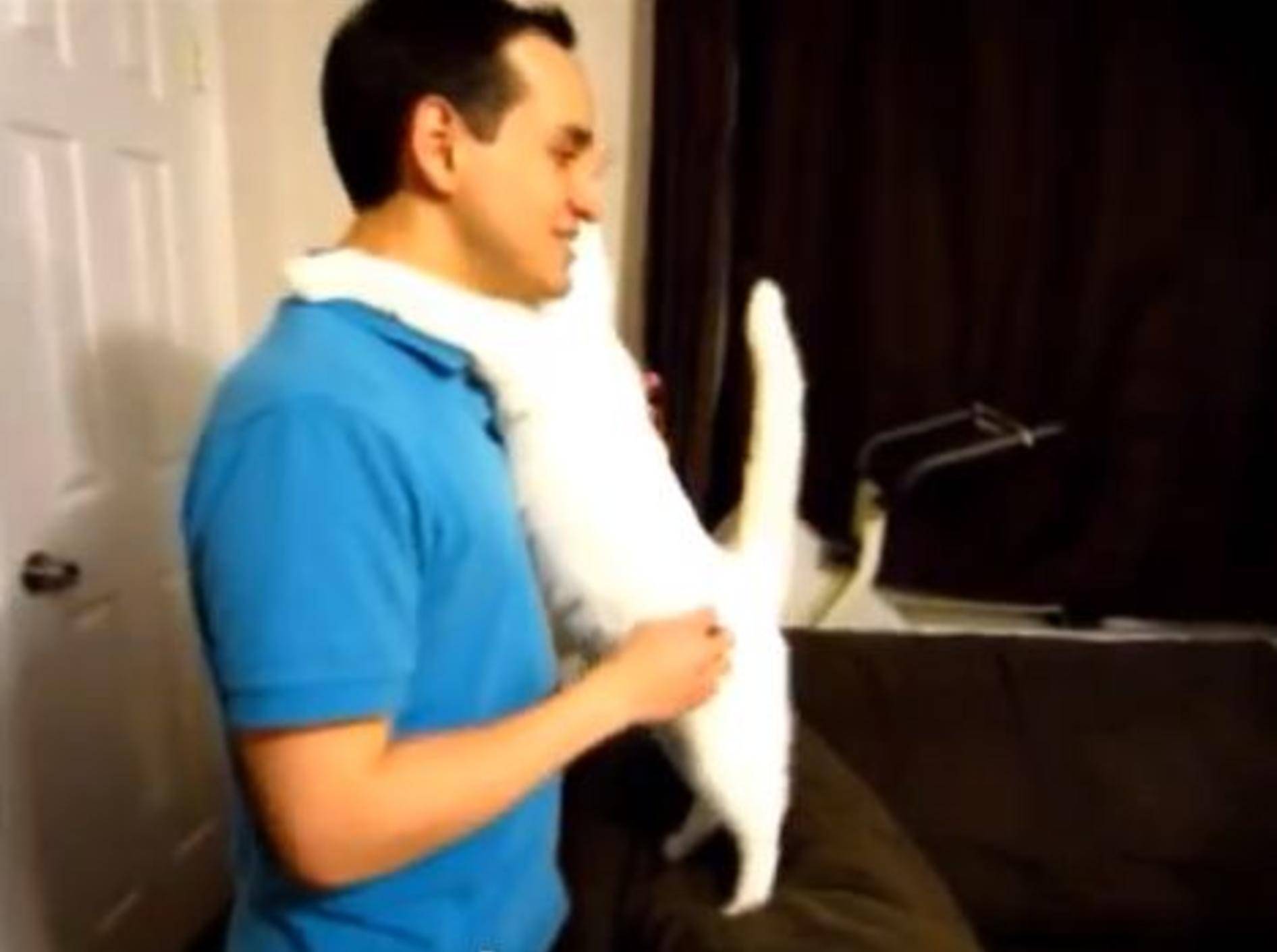 Liebe Katze umarmt ihren Besitzer — Bild: Youtube / mnmblink