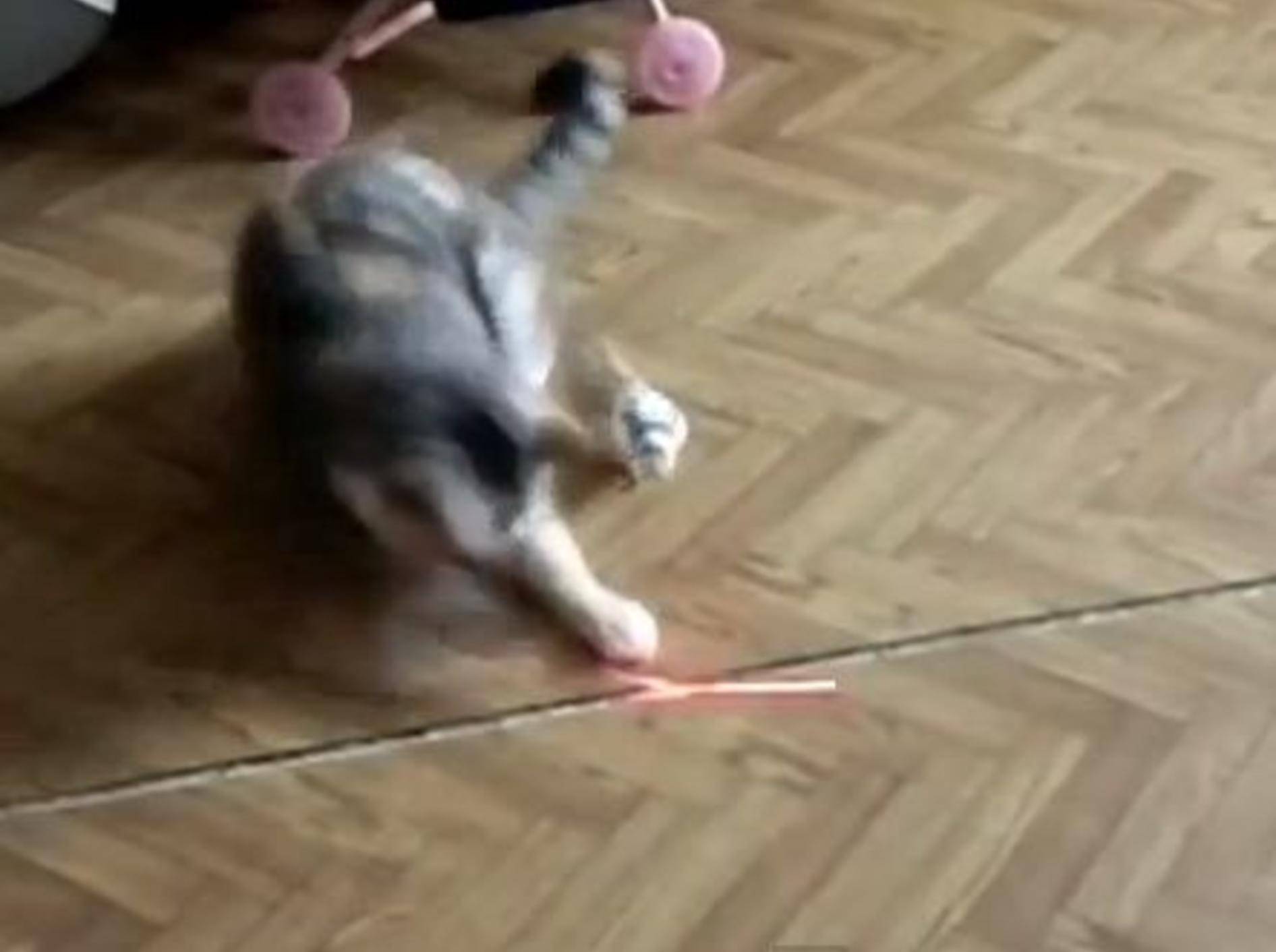 Süßes Laser-Pointer-Duell zwischen Katze und Vogel — Bild: Youtube / Сергей Бигдан