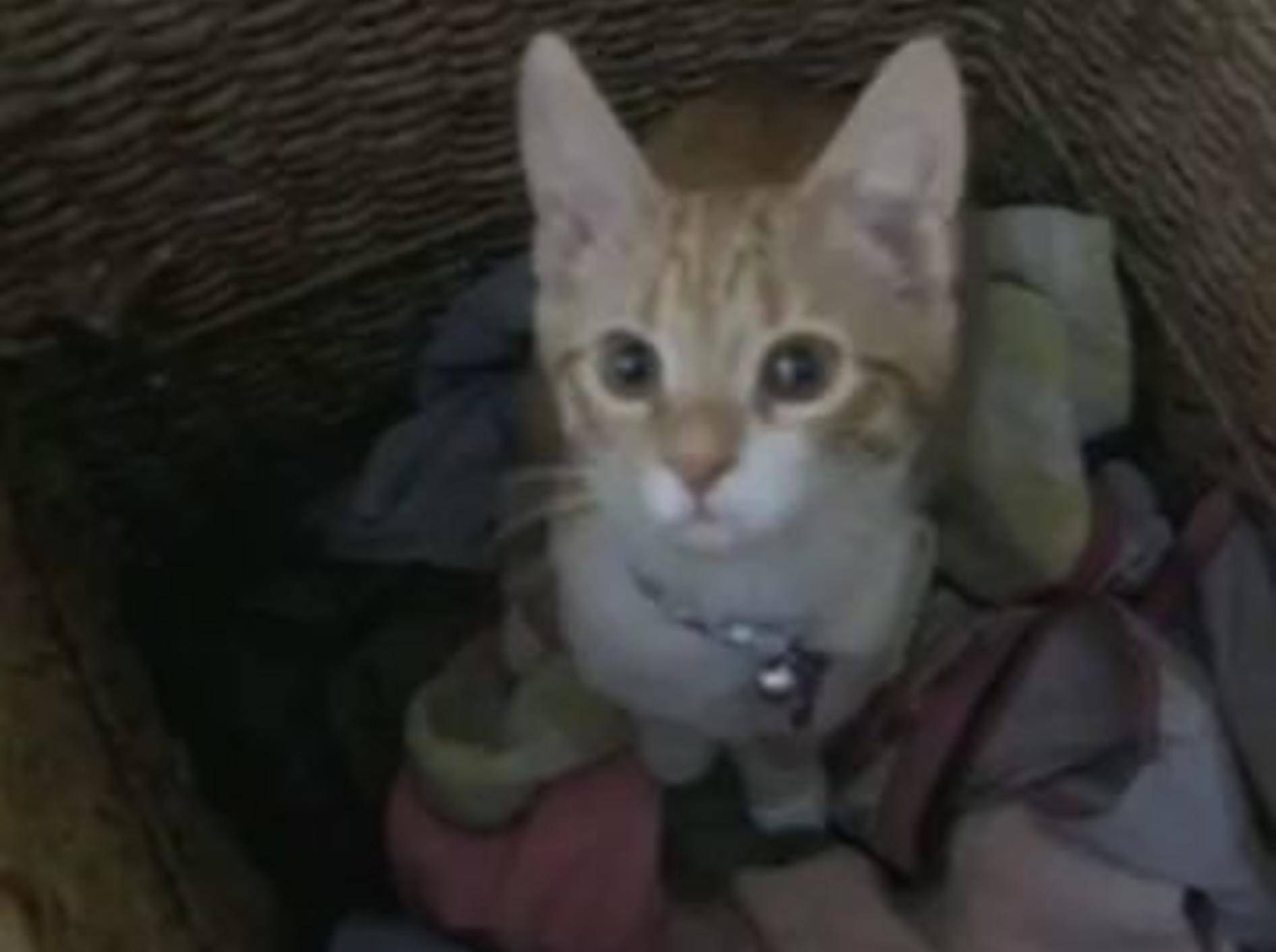 Fleißiges Kätzchen hilft beim Wäsche machen — Youtube / PETSAMI
