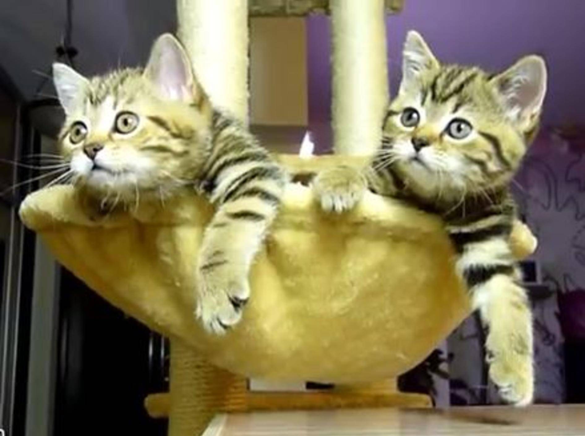Lustige kleine Katzen gucken Tennis im Fernsehen — Bild: Youtube / Funnycatsandnicefish