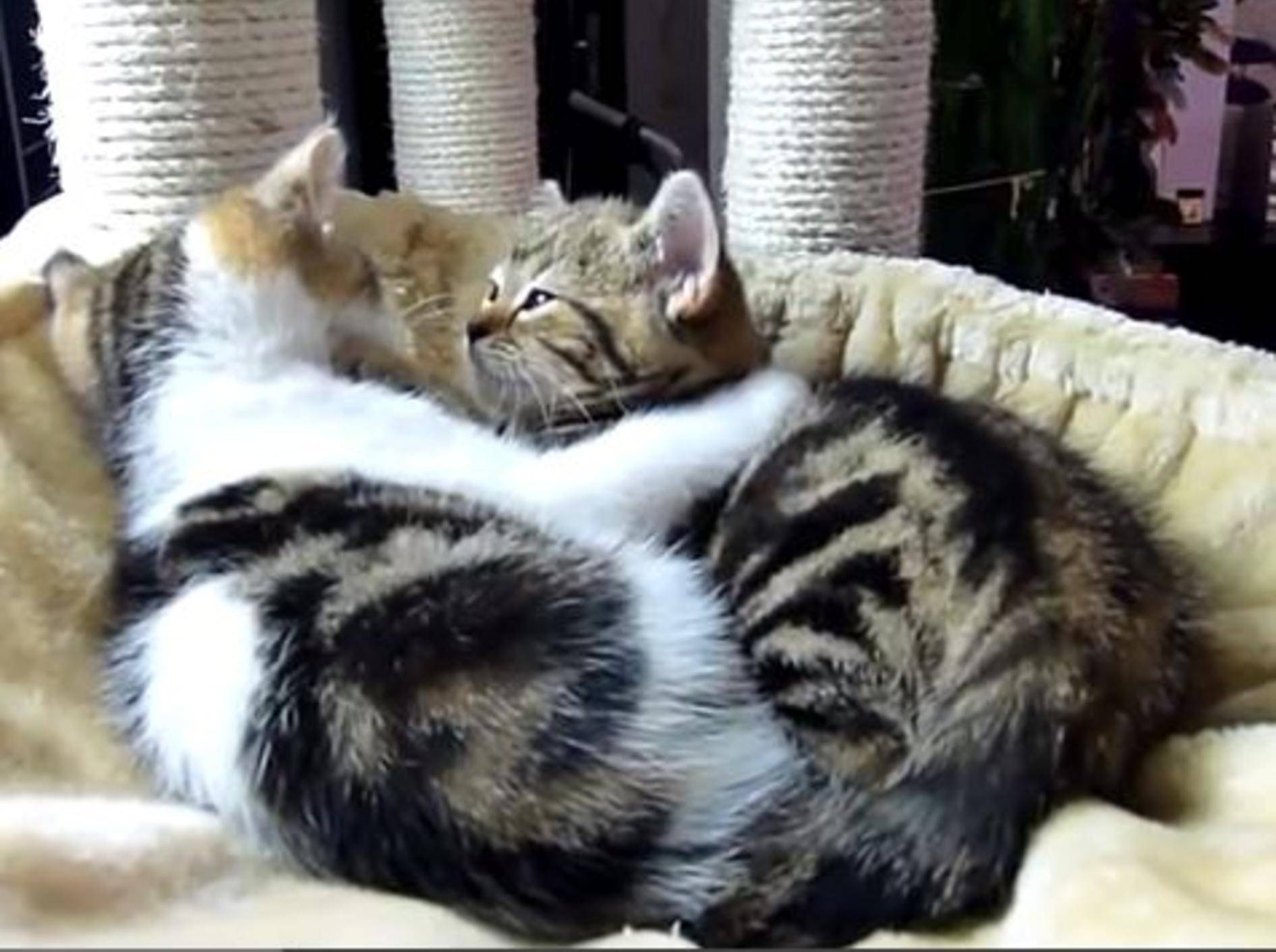 Bezaubernde Tierwelt: 20 süße Katzenumarmungen — Bild: Youtube / Funnycatsandnicefish
