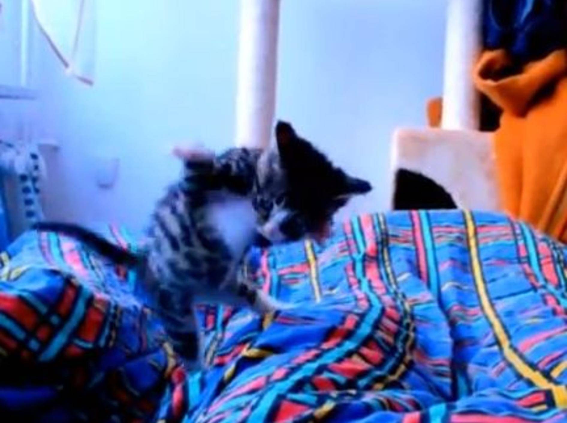 Süßes Katzenbaby: Lebensfreude in Slow Motion — Bild: Youtube / Krzysztof Smejlis