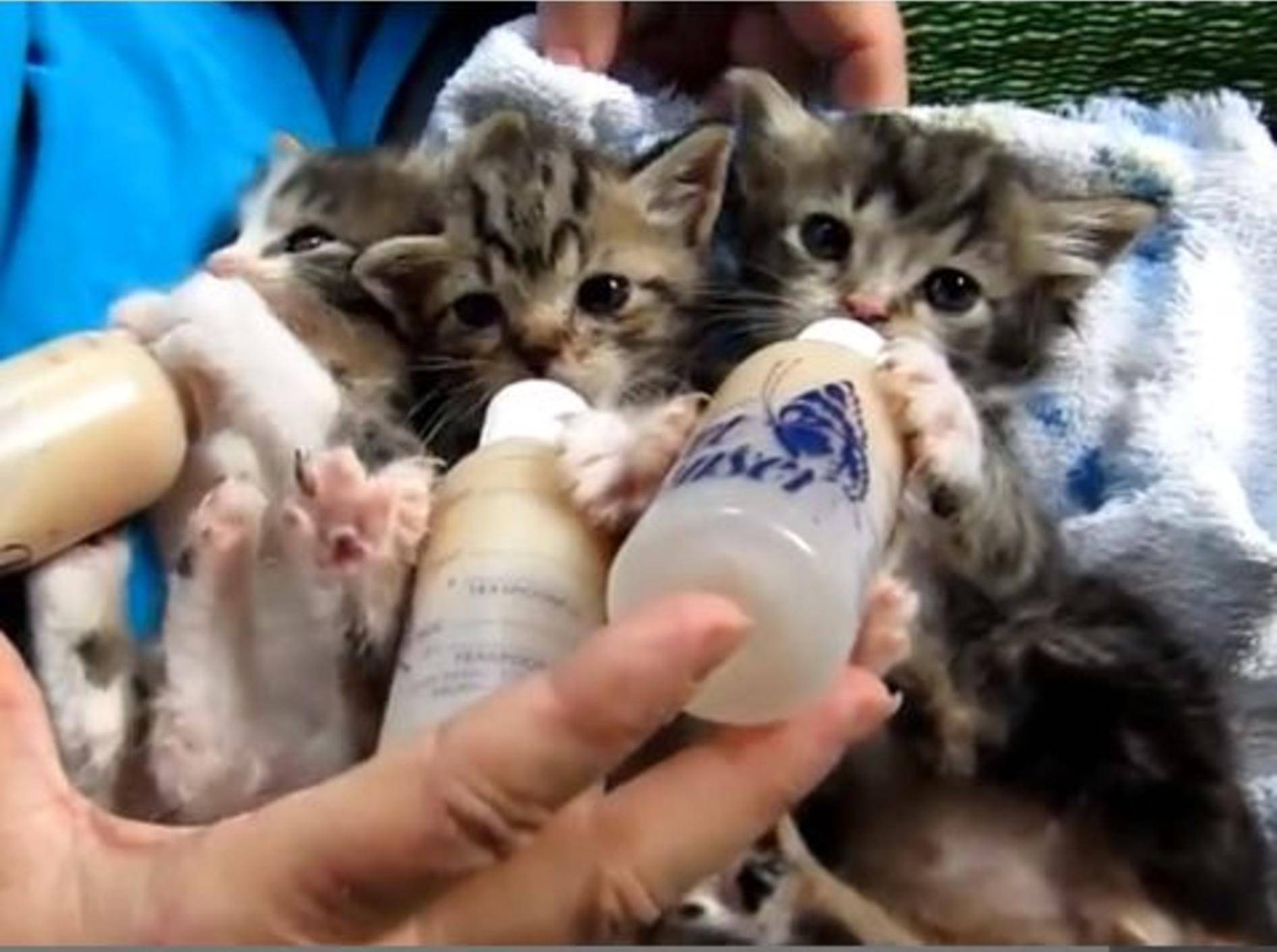 So hungrig: Drei Katzenbabys bekommen ihr Fläschchen — Bild: Youtube / MrsArtAngie